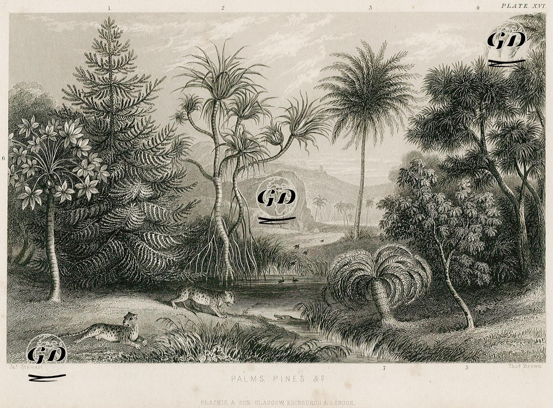 Palmiye Ve Çam Ağaçları - James S.Stewart (1791-1863) - 1860's