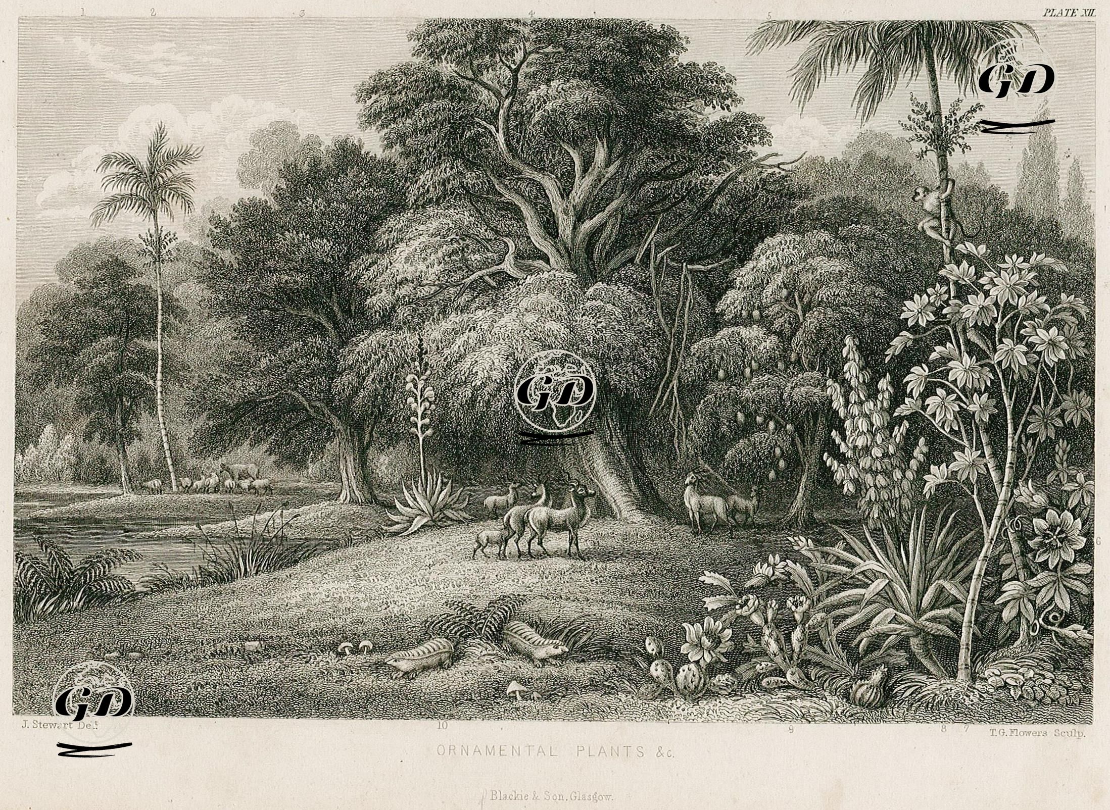Süs Bitkileri - James S.Stewart (1791-1863) - 1860's