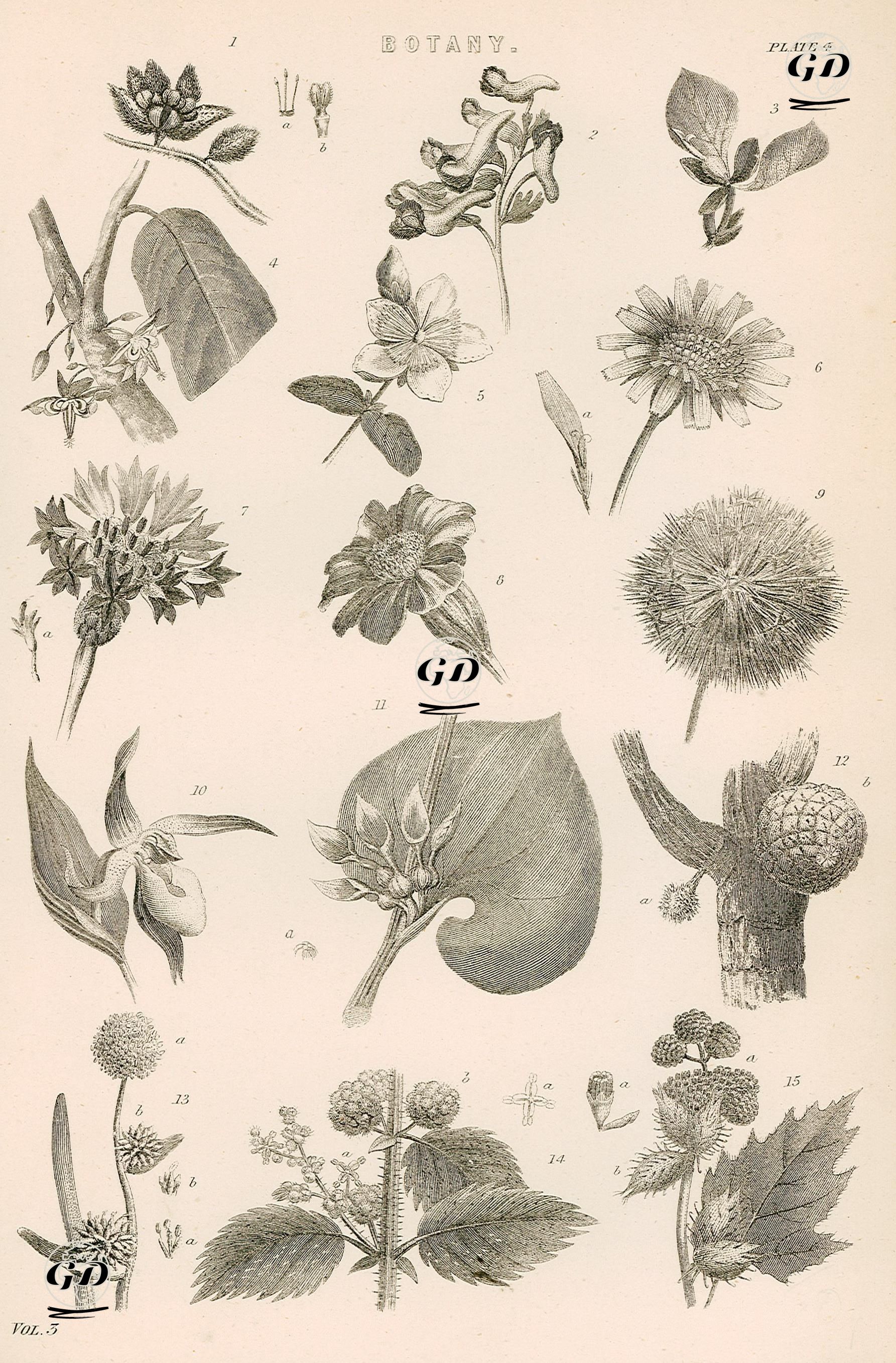 Botanik -  - 1880's
