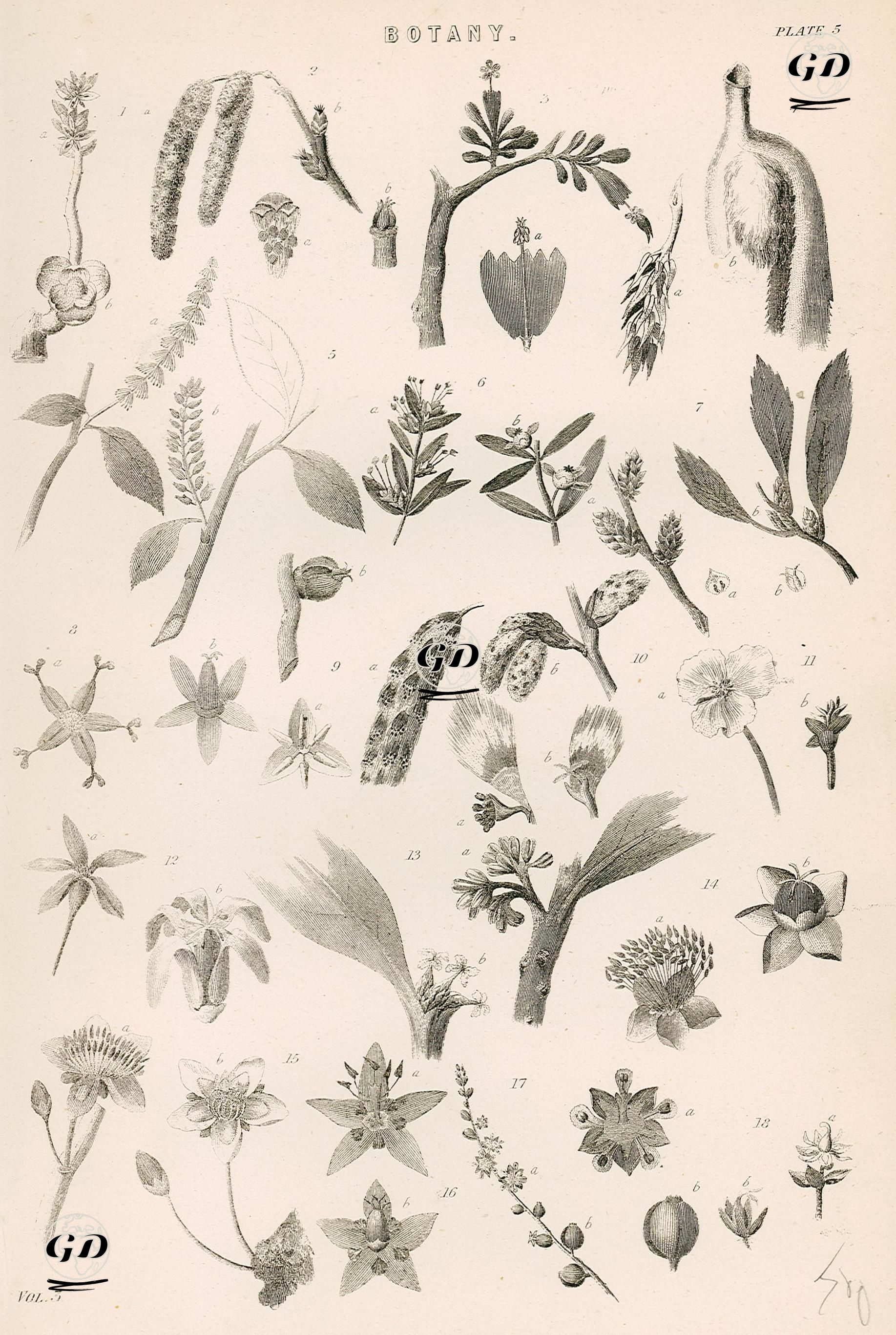 Botanik -  - 1880's