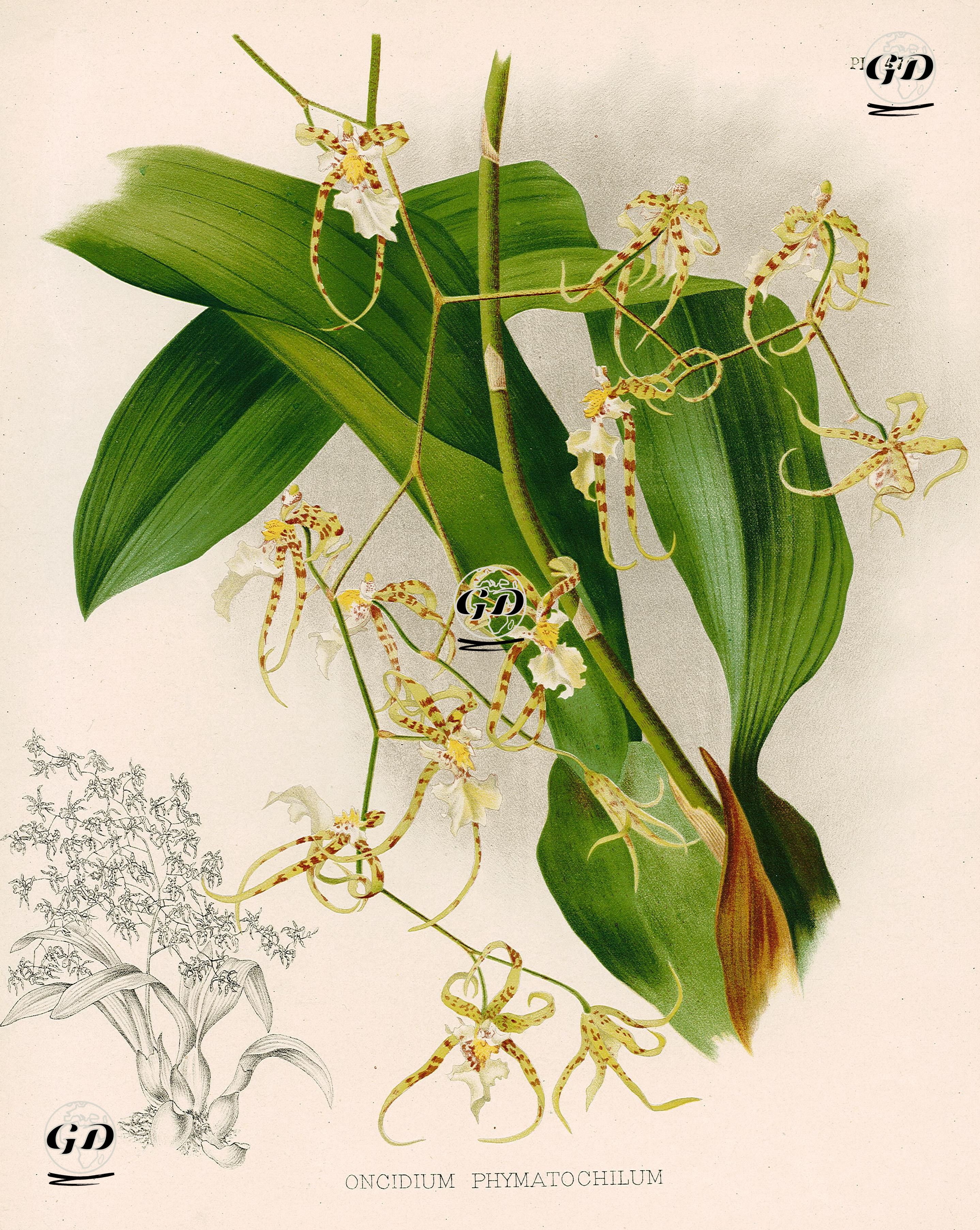 Oncidium Phymatochilum - John Nugent Fitch(1840-1927) - 1883
