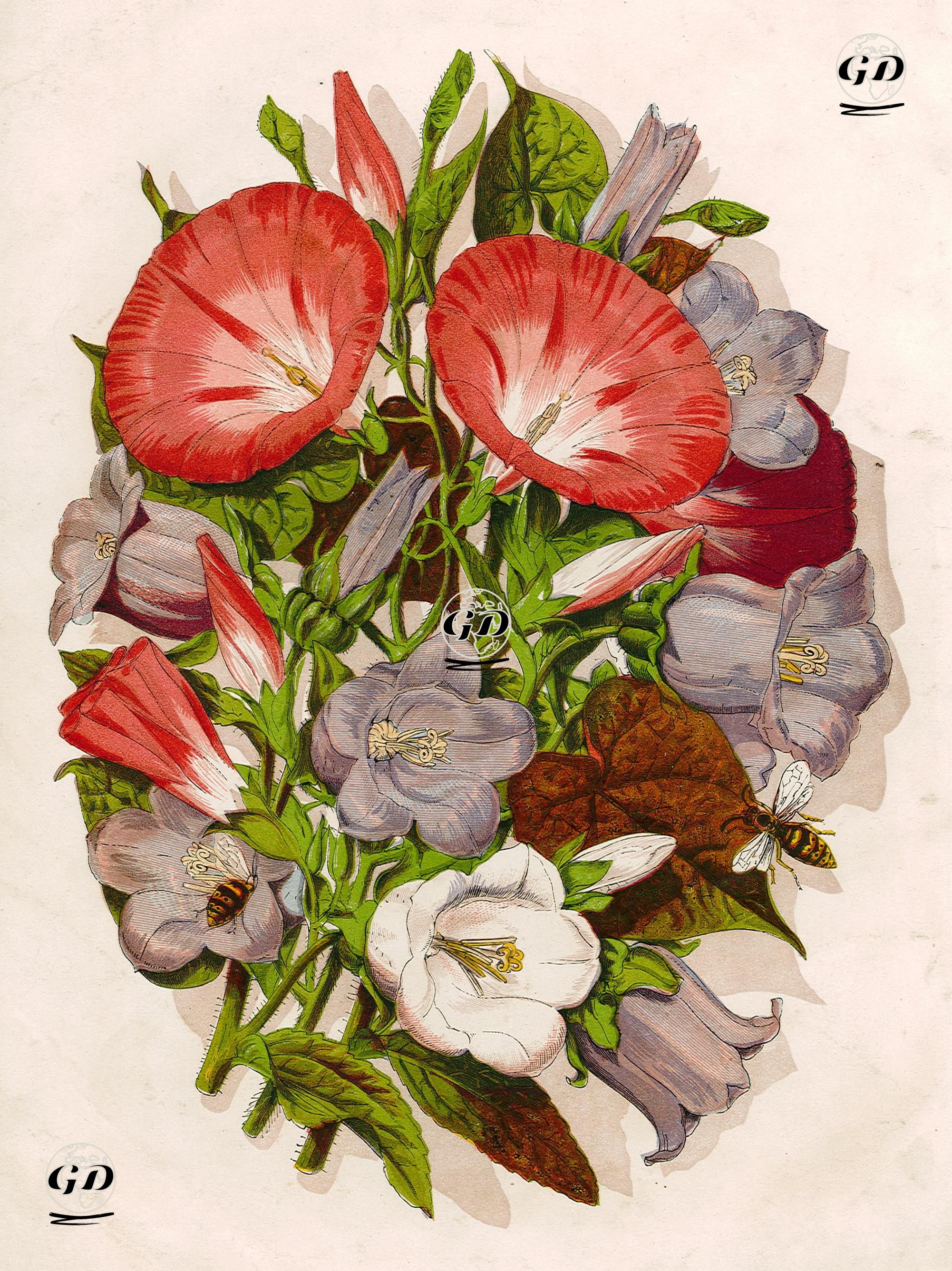 Flowers-Bees -  - 1890's