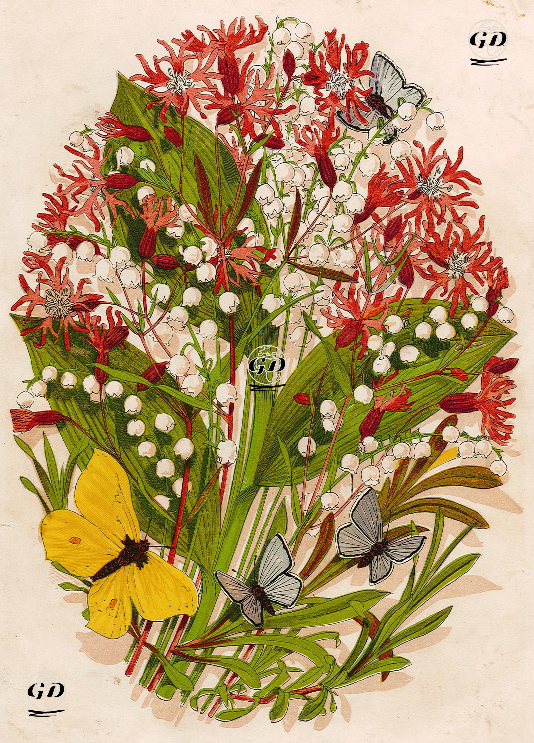 Flowers-Butterfly -  - 1890's