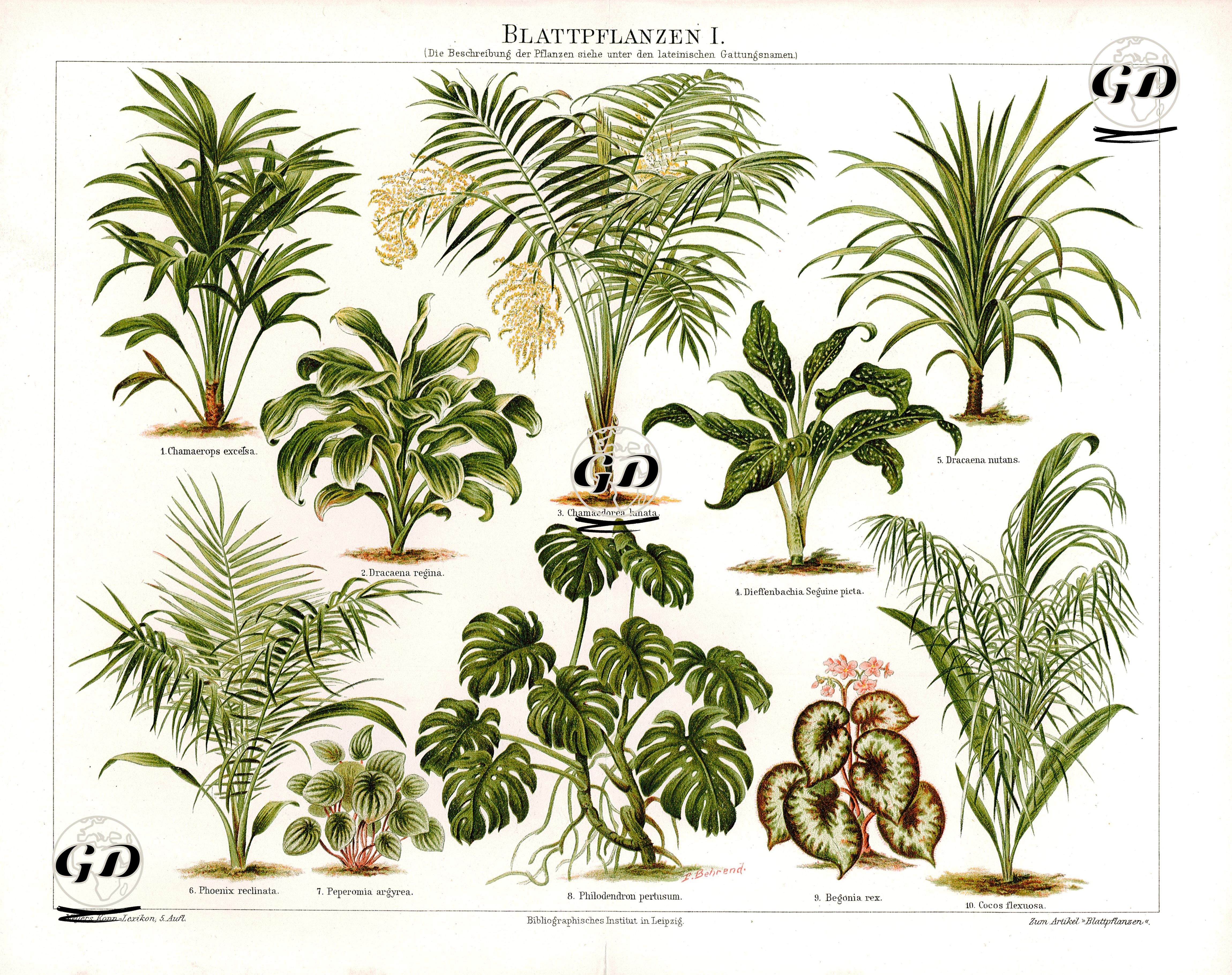 Yeşil Yapraklı Bitkiler I.-1.Tüylü Palmiye 2.Dresena Çiçeği 3.Palmiye 4.Difenbahya 5.Dracaena 6.Senegal Hurması 7.Peperomia (Zümrüt Dalgası) Çiçeği 8.Deve Tabanı 9.Yaprak Begonya 10.Hindistan Cevizi Ağacı - P.Behrend - 1894