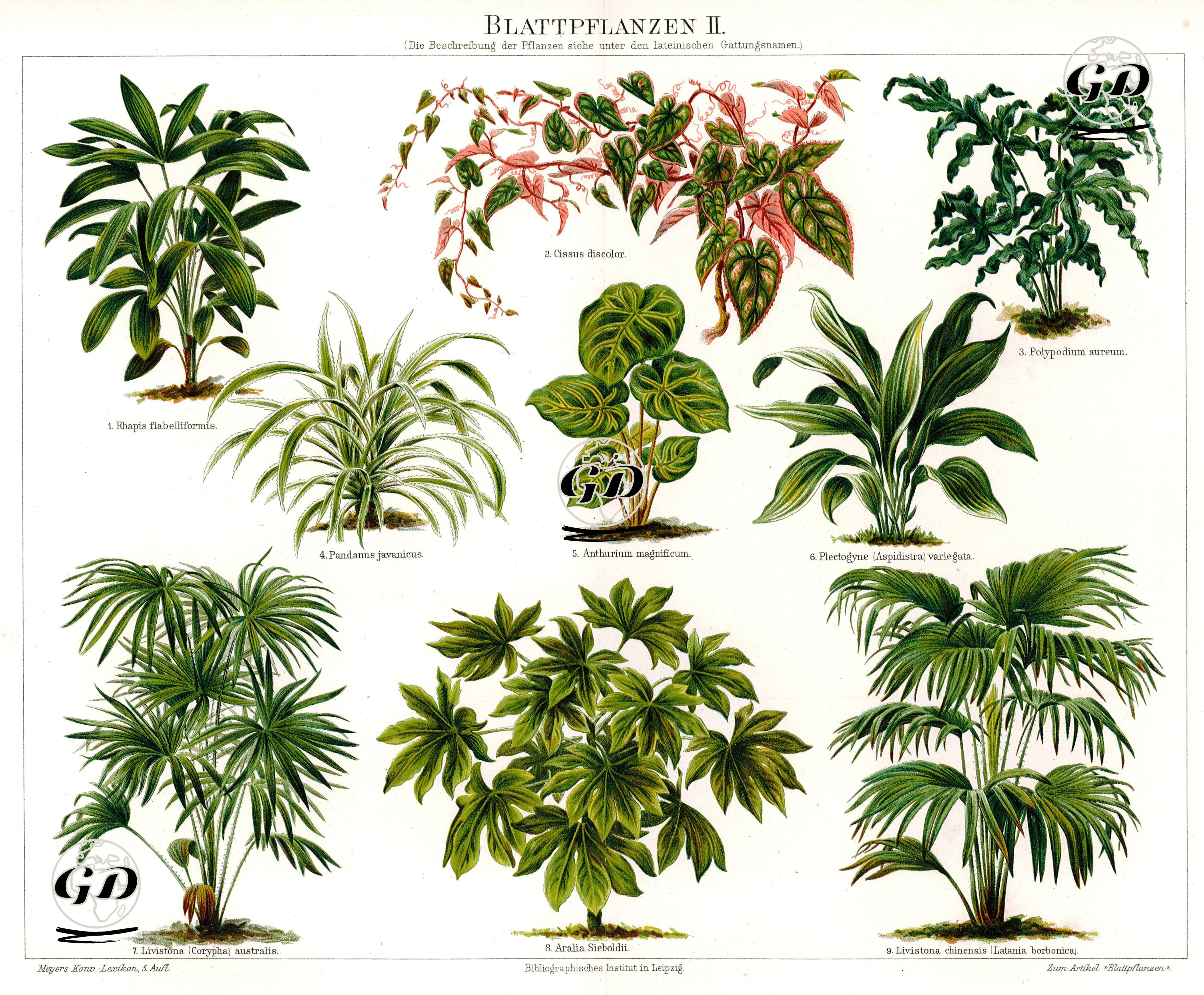 Blattpflanzen II.-1.Rhapis Flabelliformis-Lady Palm 2.Cissus Discolor-Trailing Begonia Vine 3.Polypodium Aureum-Golden Polypody 4.Pandanus Javanicus-Tropical Pandan Tree 5.Anthurium Magnificum 6.Plectogyne (Aspidistra) Variegata-Cast-iron Plant 7.Livistona (Corypha) Australis-Cabbage Tree Palm 8.Aralia Sieboldit 9.Livistona Chinensis(Latania Borbonica) - P.Behrend - 1894