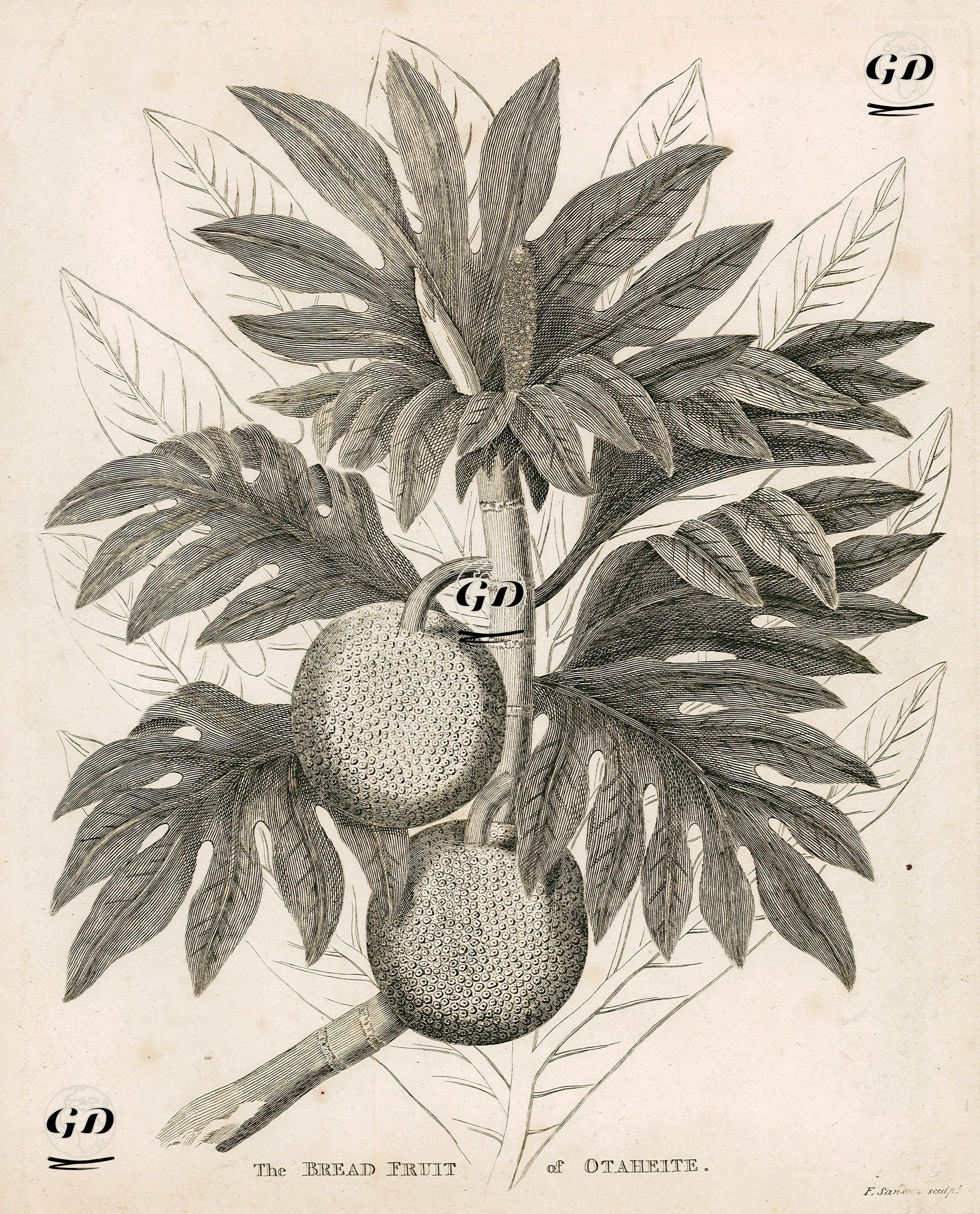 Tahiti'nin Ekmek Ağacı Meyvesi -  - 1774