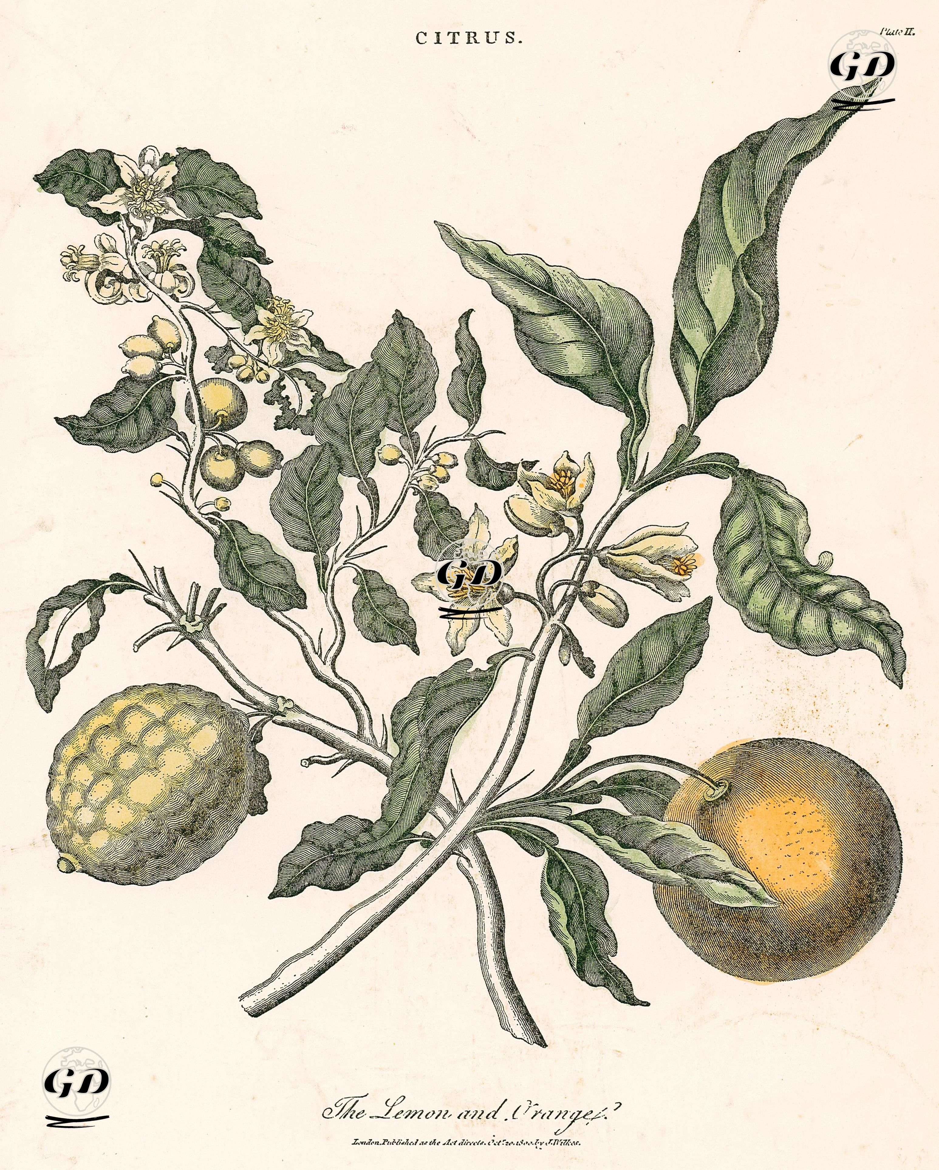 Limon Ve Portakal -  - 1800
