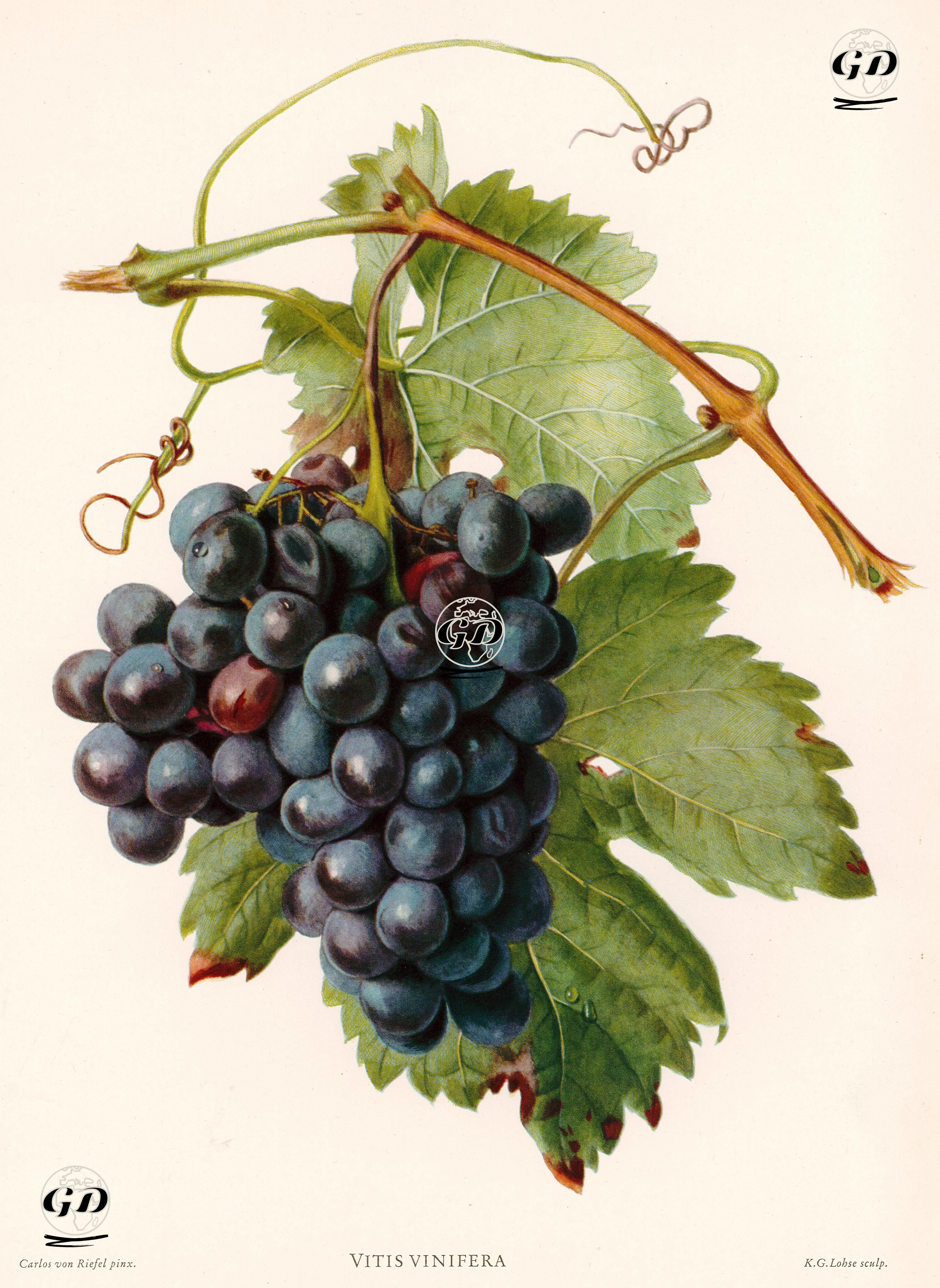 Vitis Vinifera (Wine Grapes) - Carlos Von Riefel (1903-1993) - 1940's