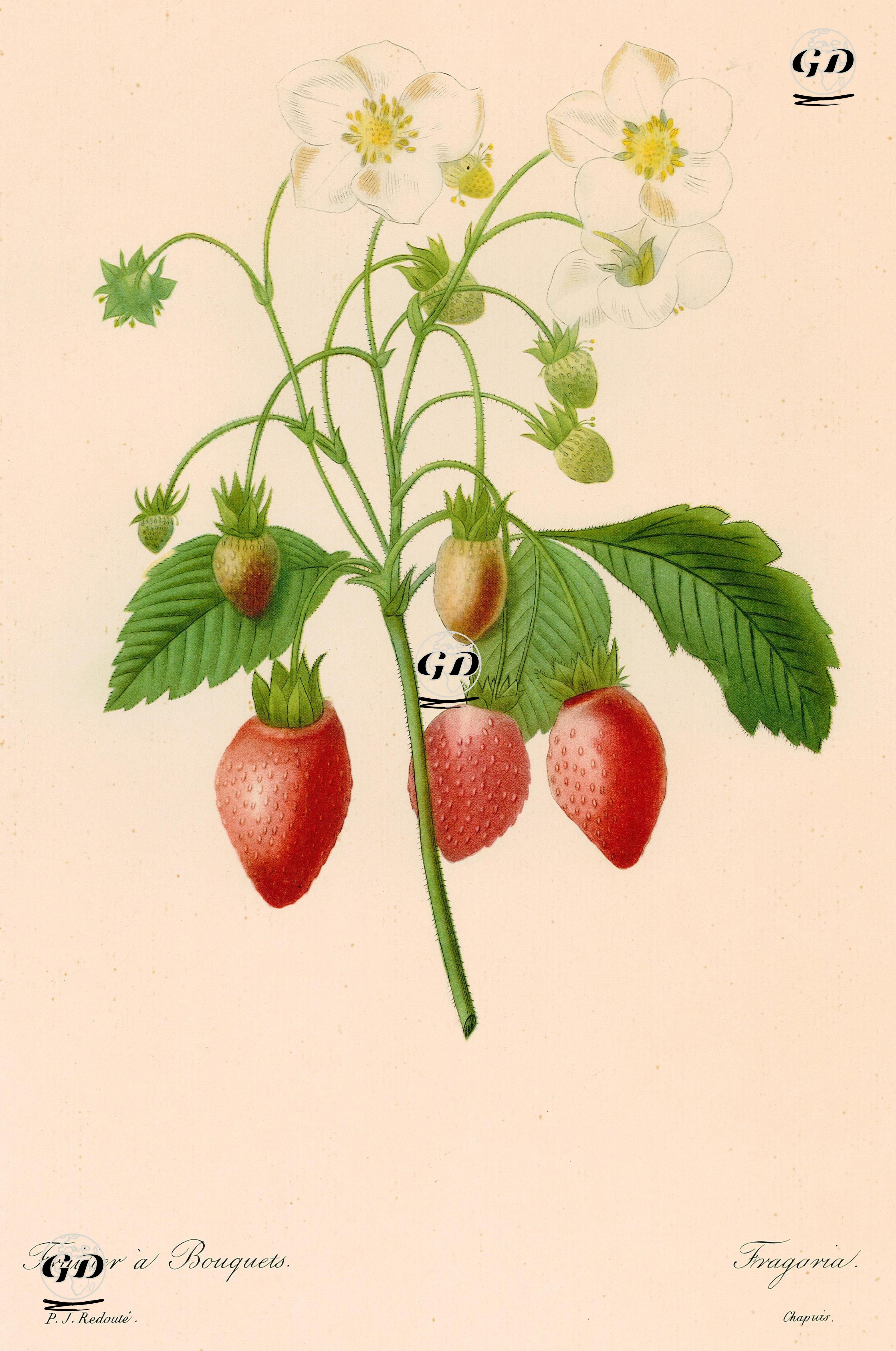 Fraisier A Bouquet-Fragaria (Strawberry) - Pierre Joseph Redoute (1759-1840) - 1950's