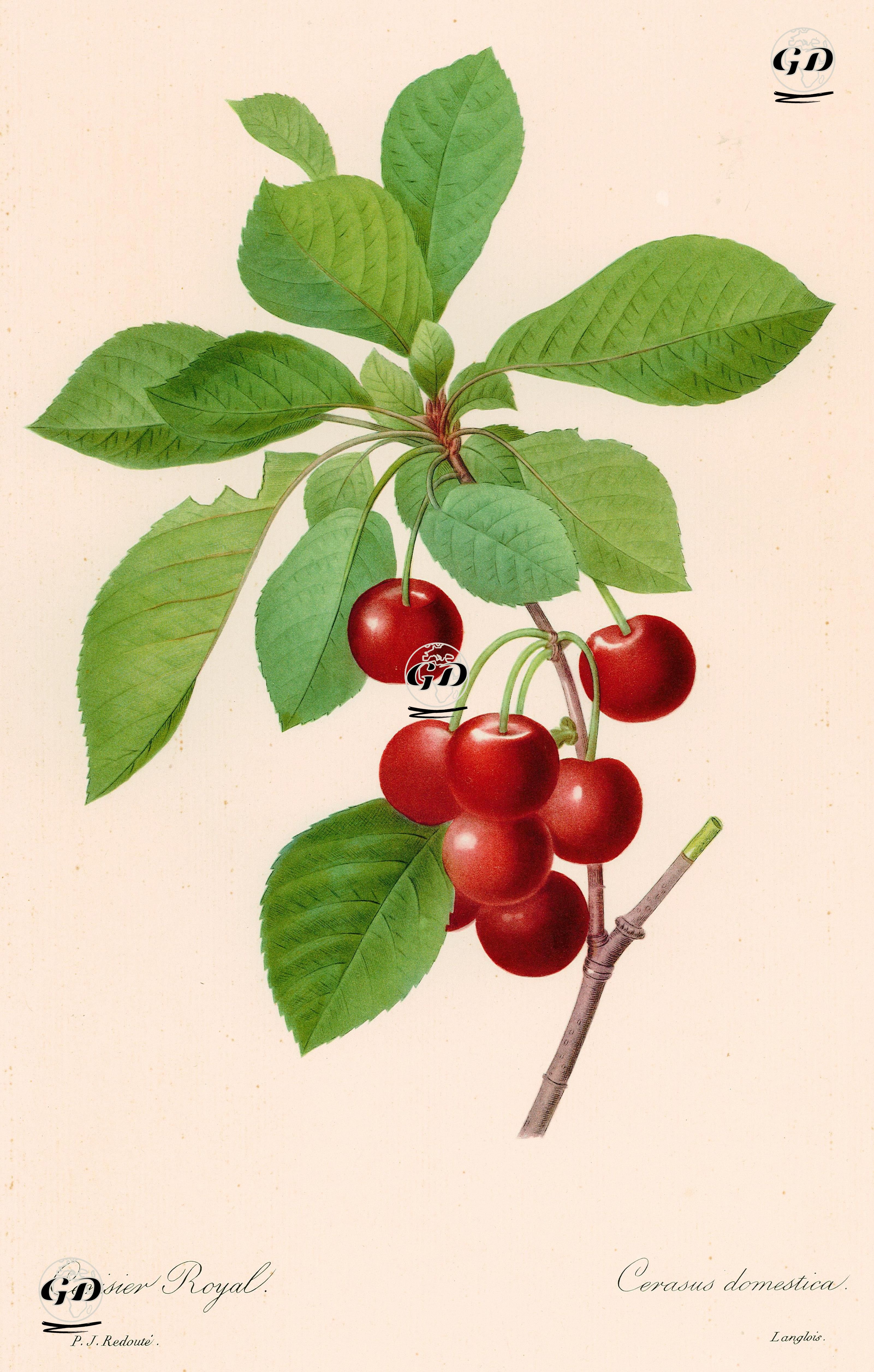 Cerisier Royal-Cerasus Domestica (Cherry) - Pierre Joseph Redoute (1759-1840) - 1950's