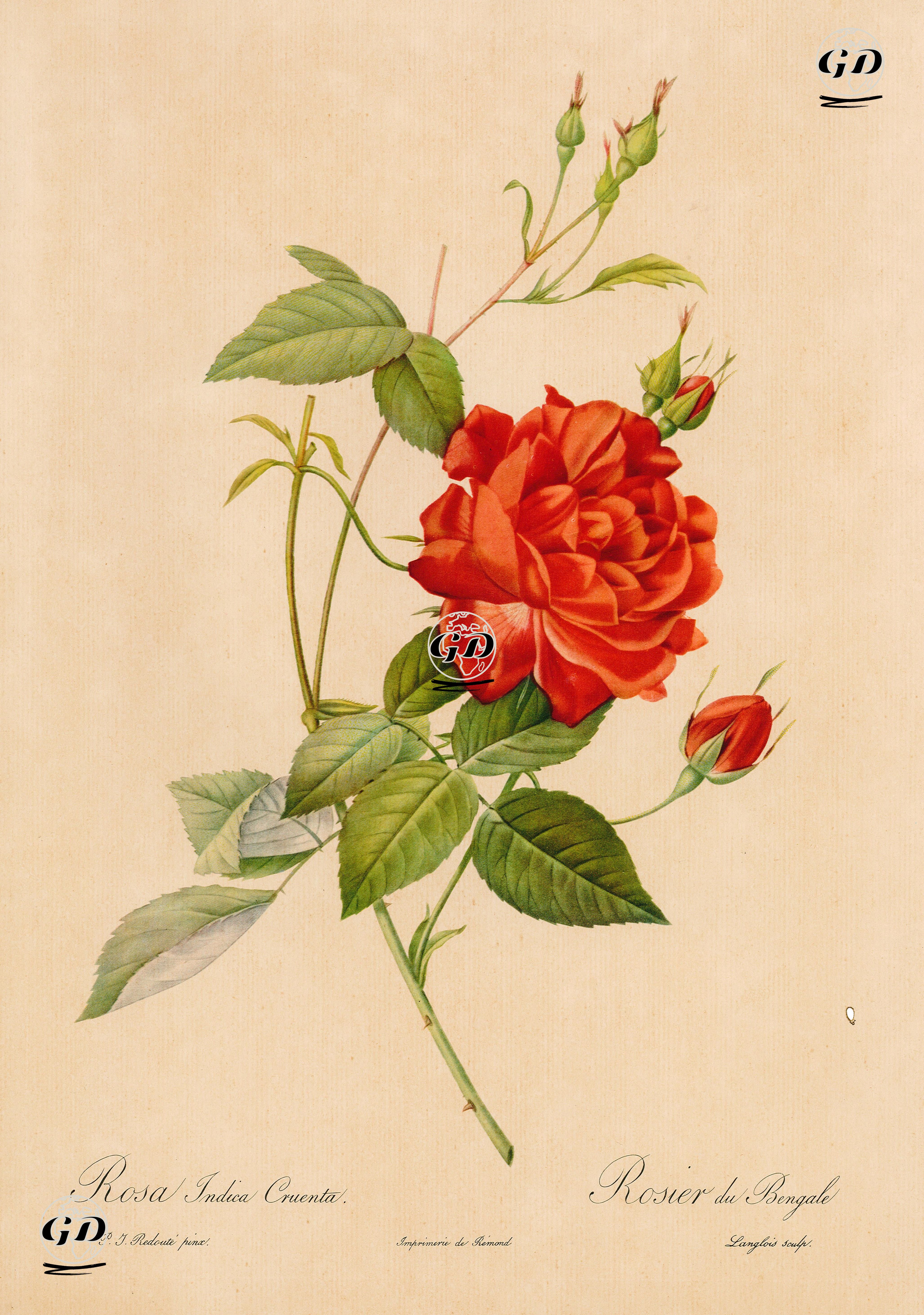 Rosa Indice Crueanta-Rosier Du Bengale (Red Rose) - Pierre Joseph Redoute (1759-1840) - 1950's