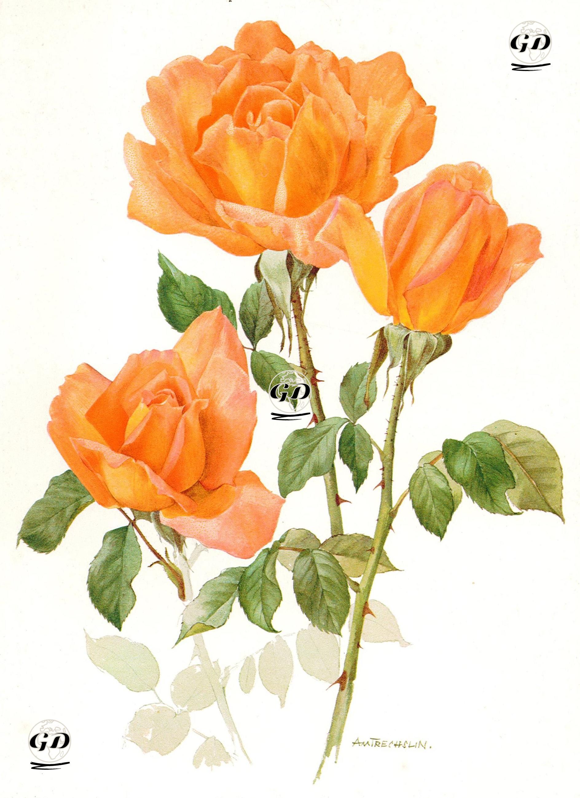 Rose - Anne Maria Trechslin (1927-2007) - 1960's