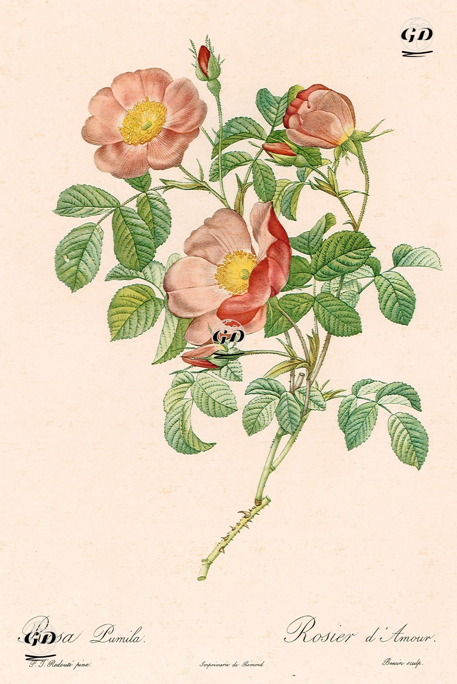Rosa Pumila-Rosier D'Amour - Pierre Joseph Redoute (1759-1840) - 1950's