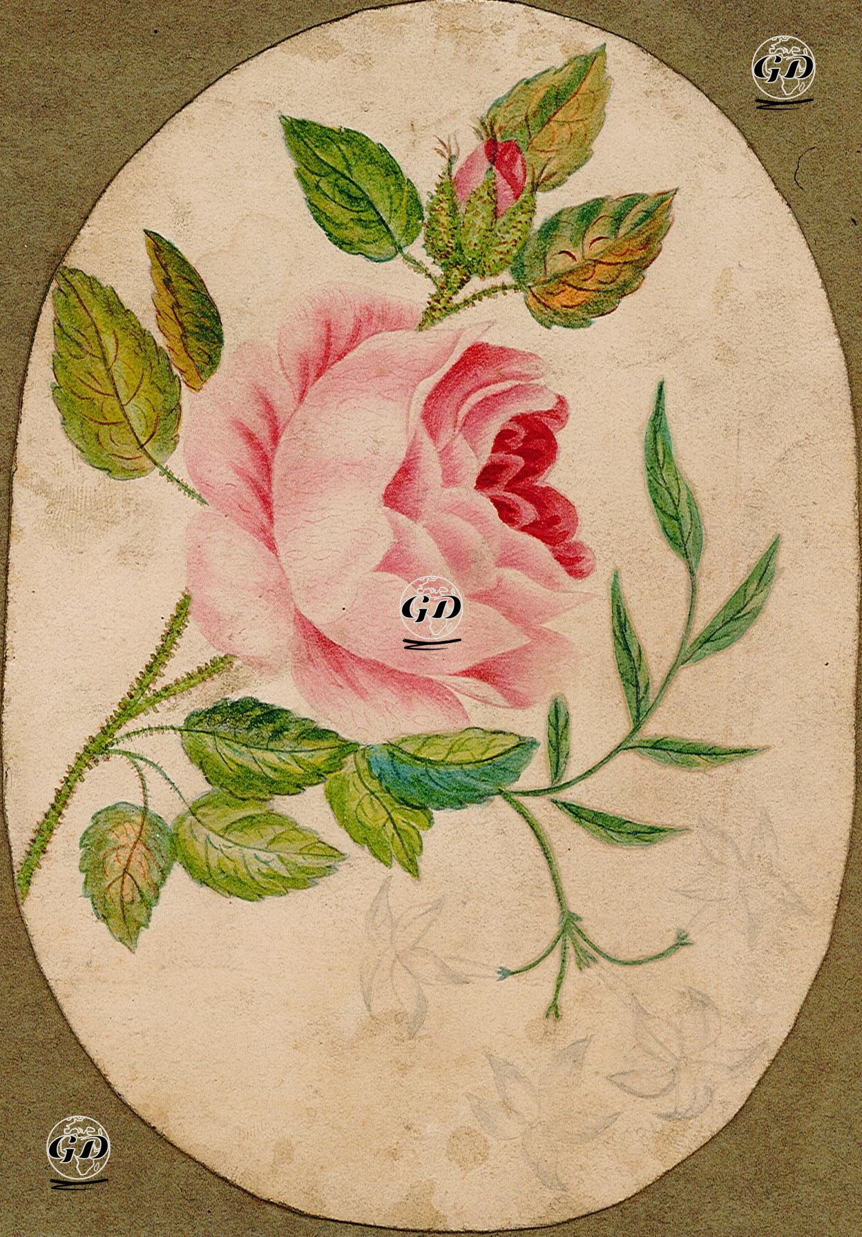 Pembe Gül -  - 1890's