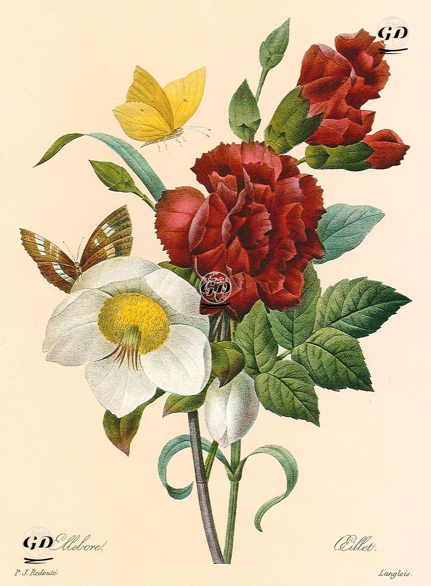 Hellebore Çiçeği Ve Yabani Karanfil - Pierre Joseph Redoute (1759-1840) - 1950's