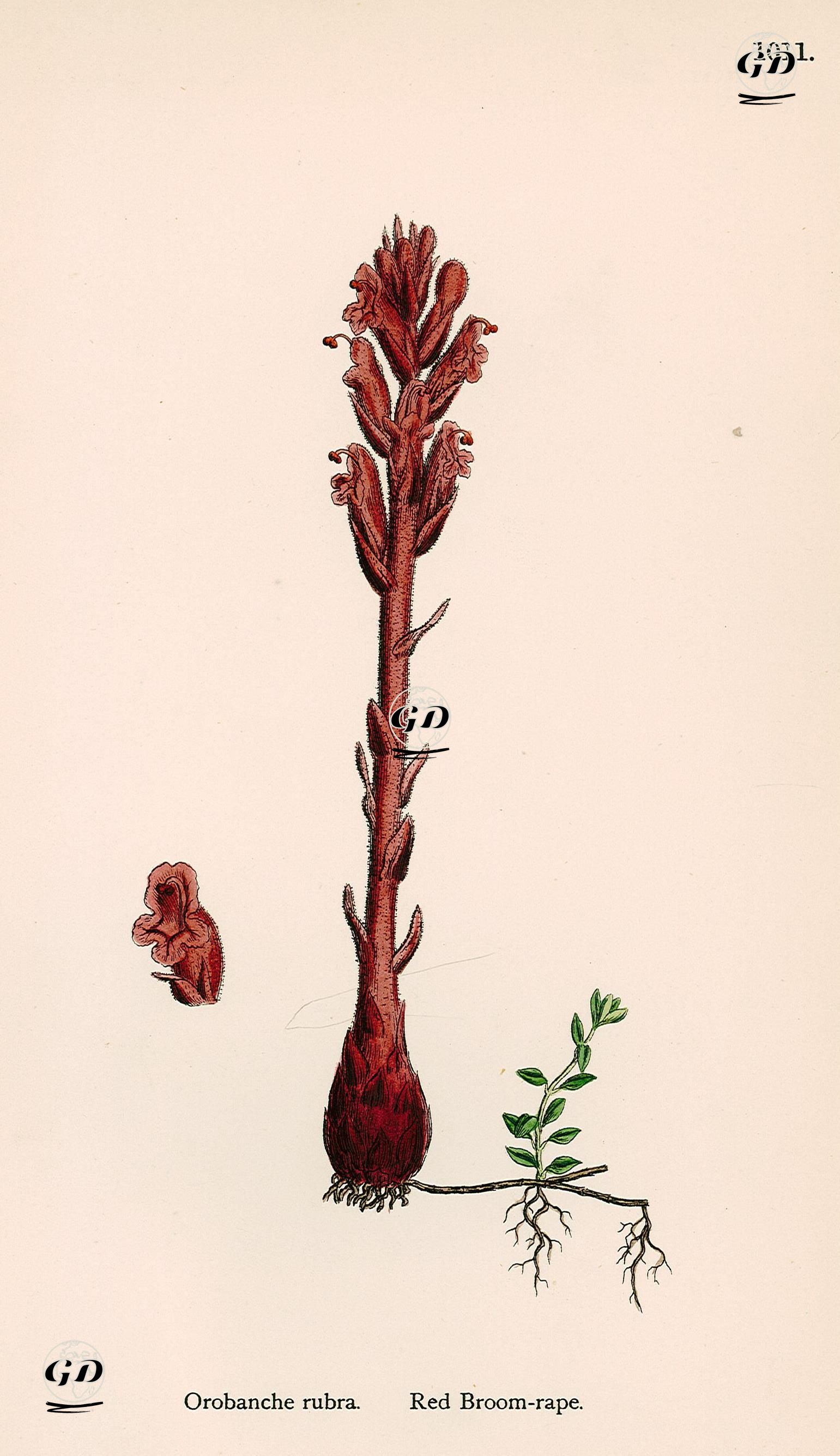 Orobanche Rubra-Red Broom Rape -  - 1890's
