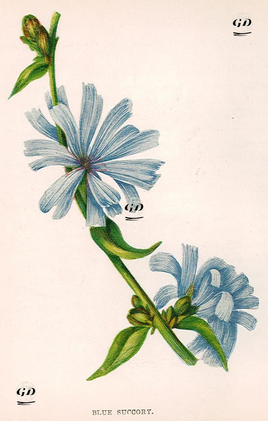 Blue Succory - Anne Pratt (1806-1893) - 1880's
