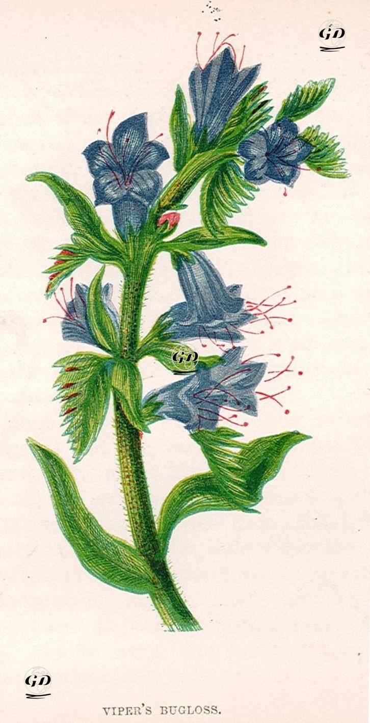Viper's Bugloss - Anne Pratt (1806-1893) - 1880's