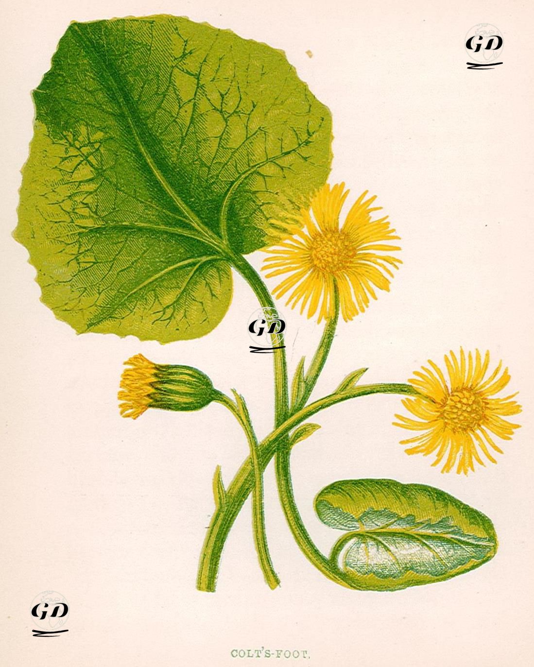 Öksürük Otu - Anne Pratt (1806-1893) - 1890's