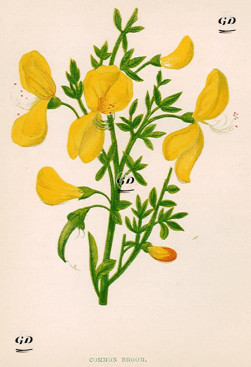 Süpürge Otu - Anne Pratt (1806-1893) - 1890's