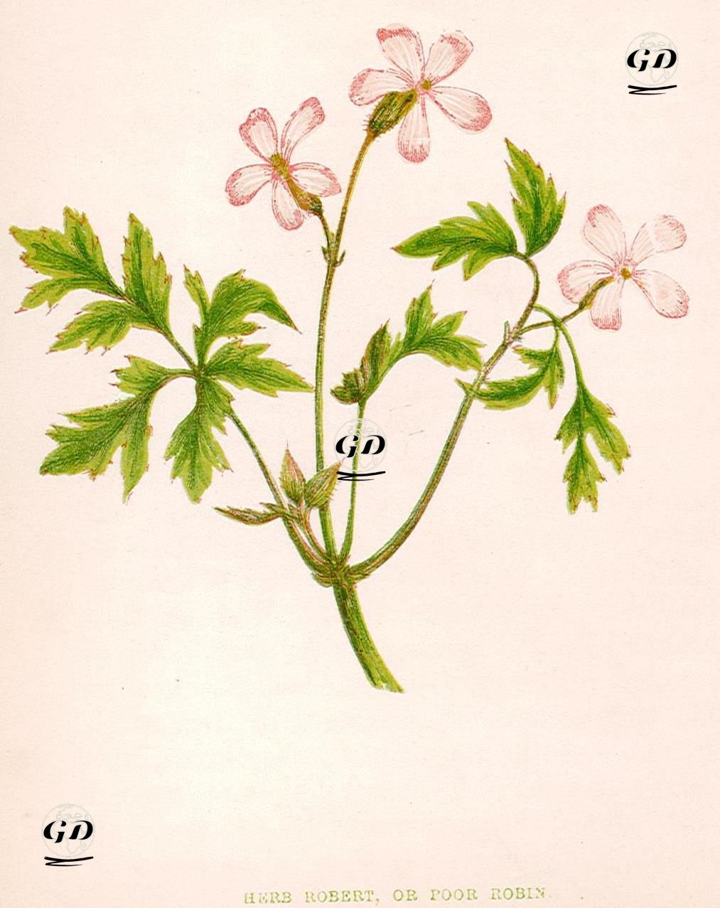 Turnagagası - Anne Pratt (1806-1893) - 1890's