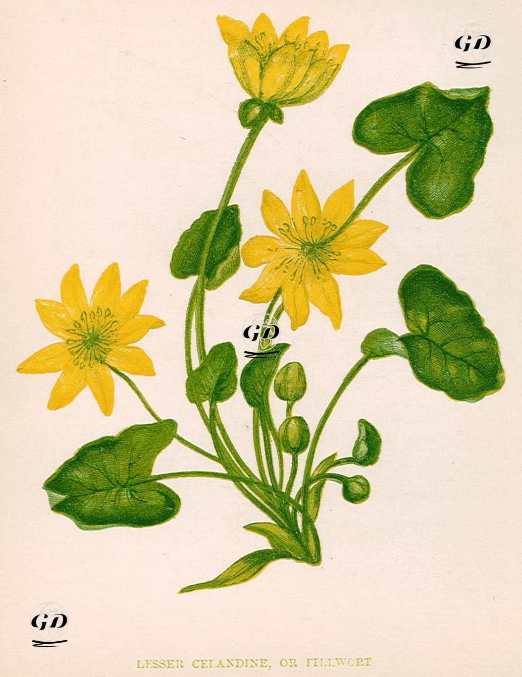 Lesser Celandine Or FillWort - Anne Pratt (1806-1893) - 1890's