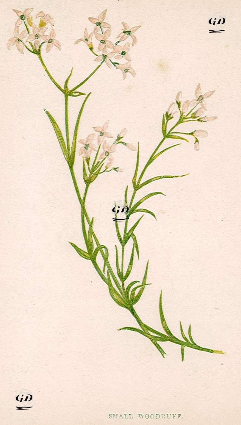 Orman İplikçiği - Anne Pratt (1806-1893) - 1890's