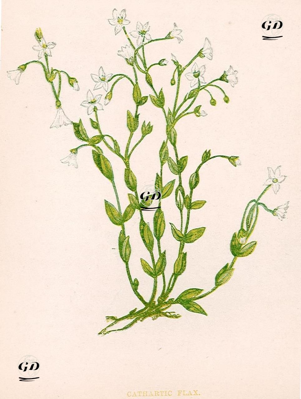 Keten - Anne Pratt (1806-1893) - 1890's