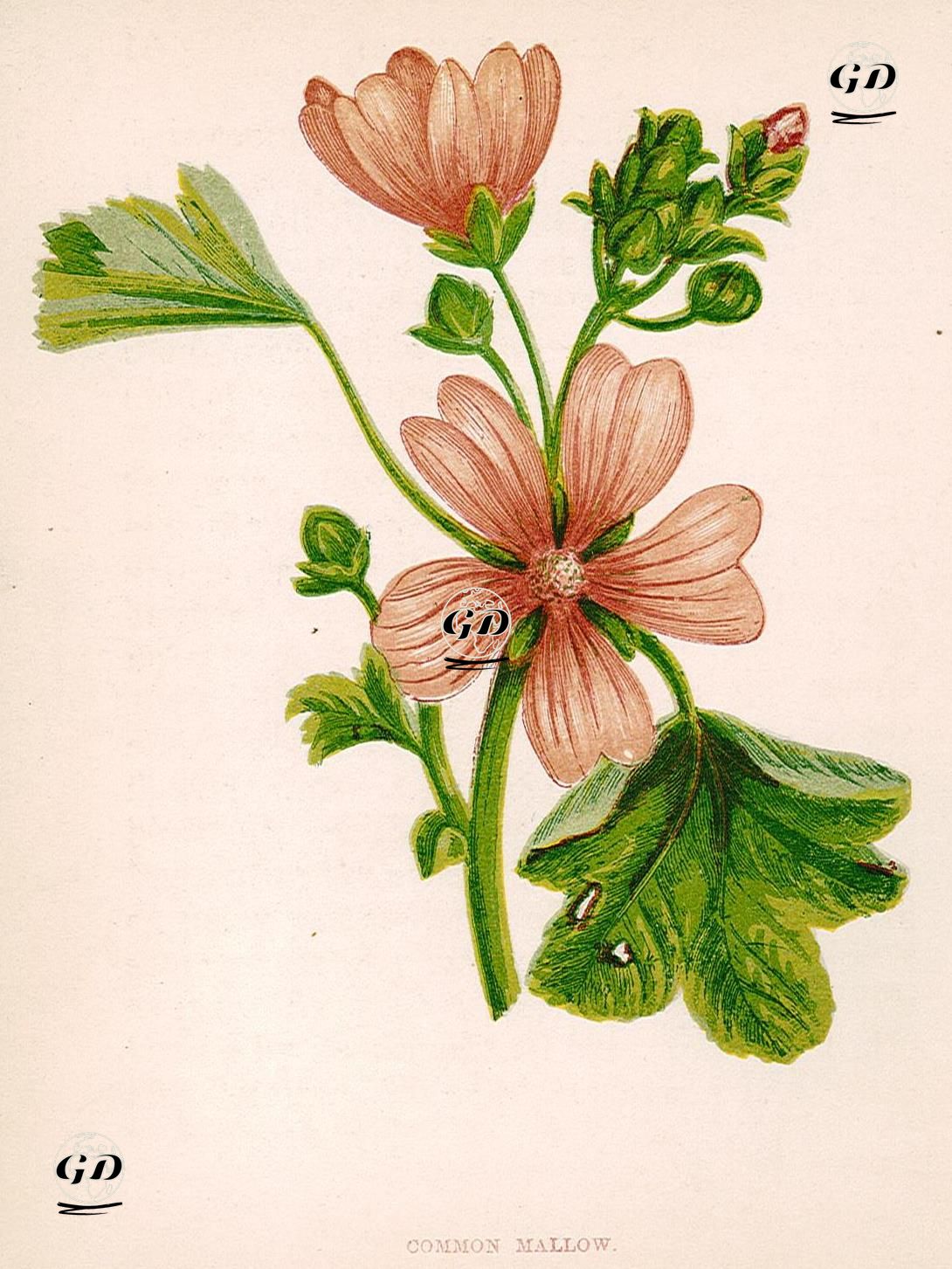 Common Mallow - Anne Pratt (1806-1893) - 1890's