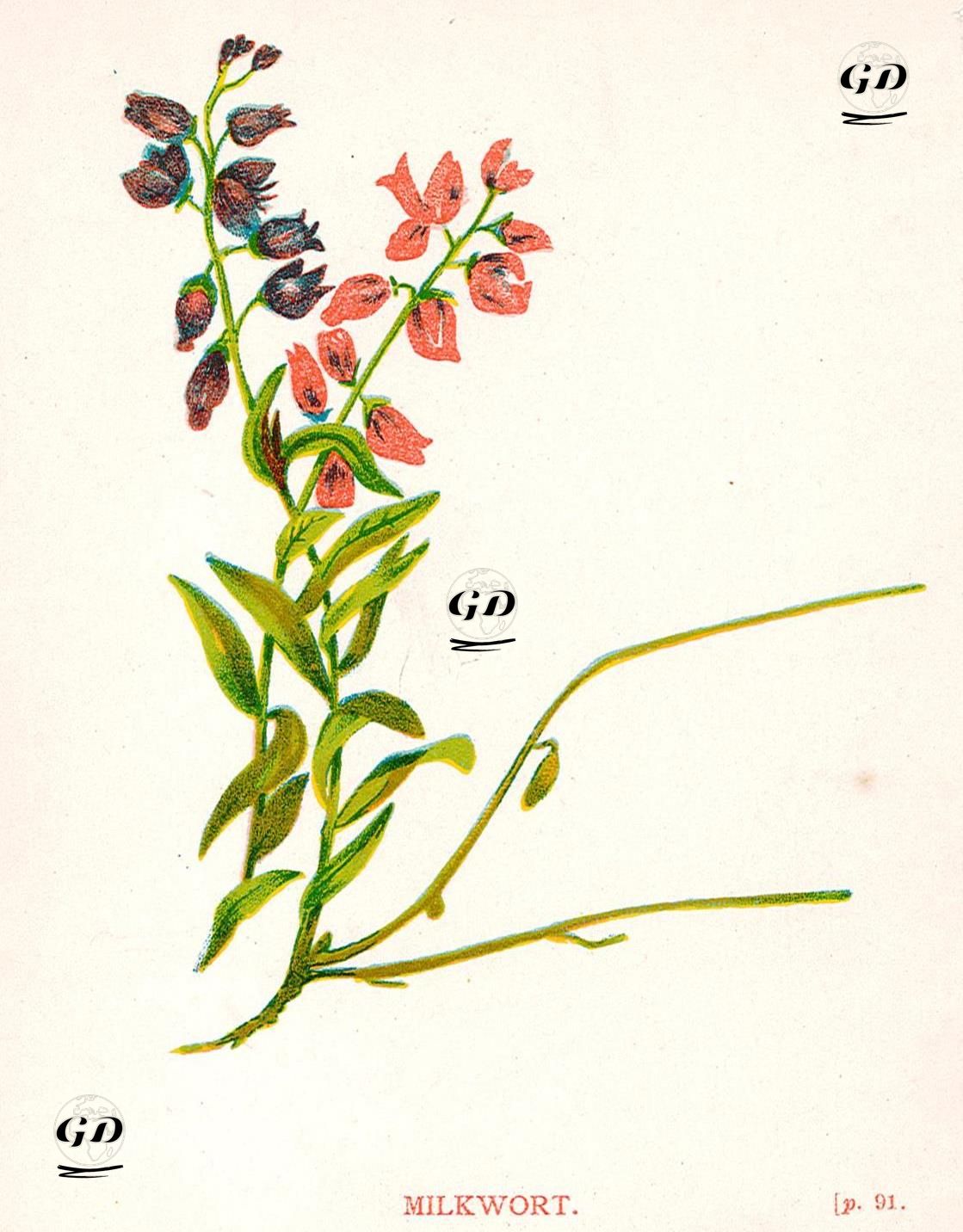 Milkwort - Anne Pratt (1806-1893) - 1890's