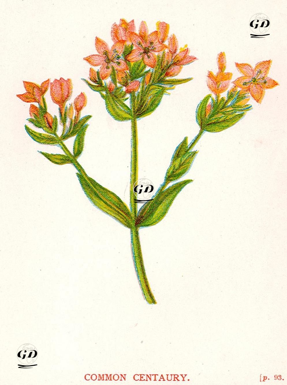 Common Centaury - Anne Pratt (1806-1893) - 1890's