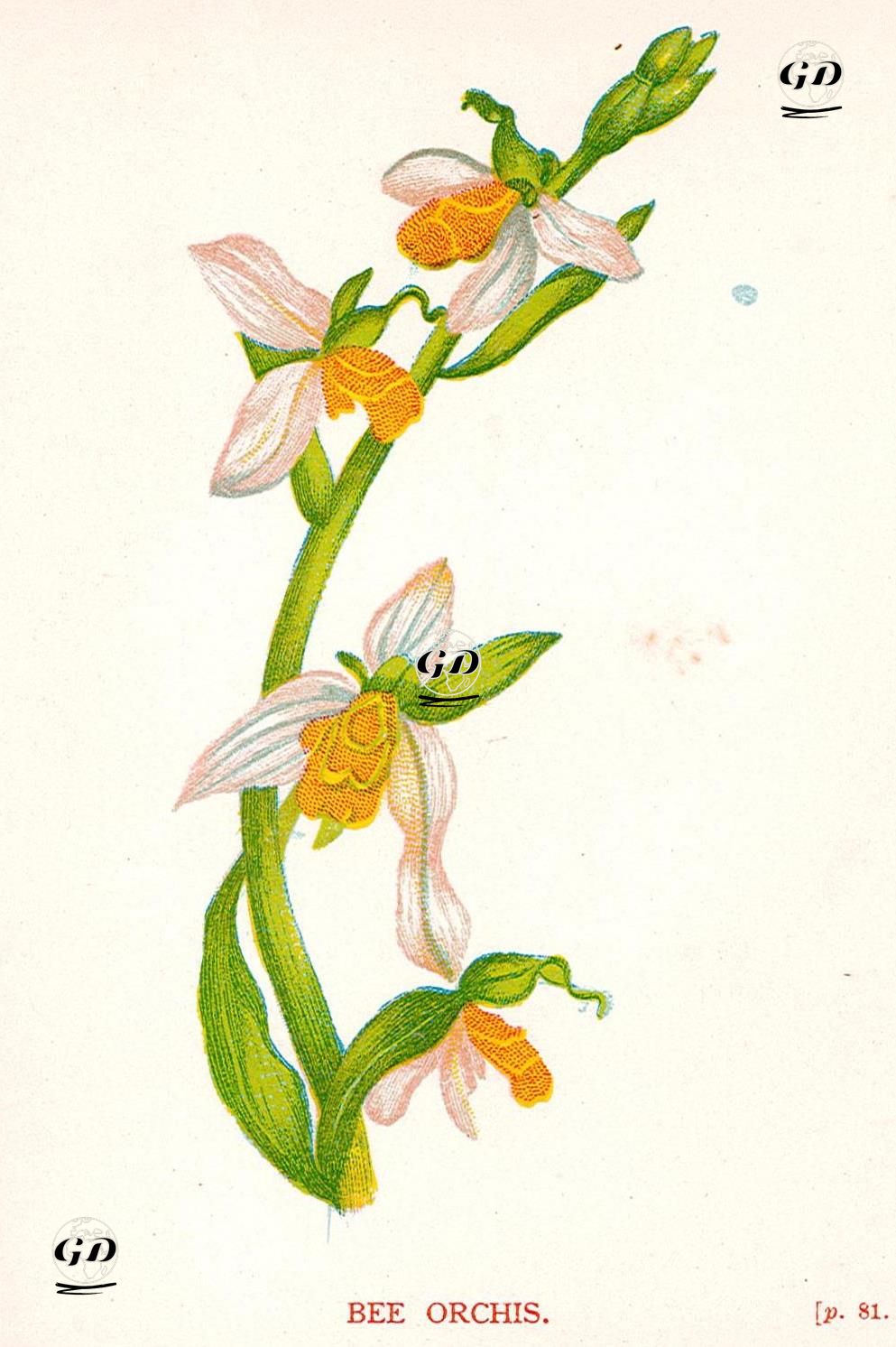 Bee Orchis - Anne Pratt (1806-1893) - 1890's