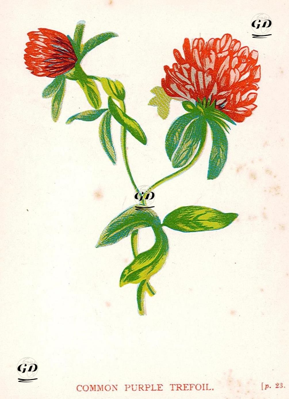 Common Purple Trefoil - Anne Pratt (1806-1893) - 1890's