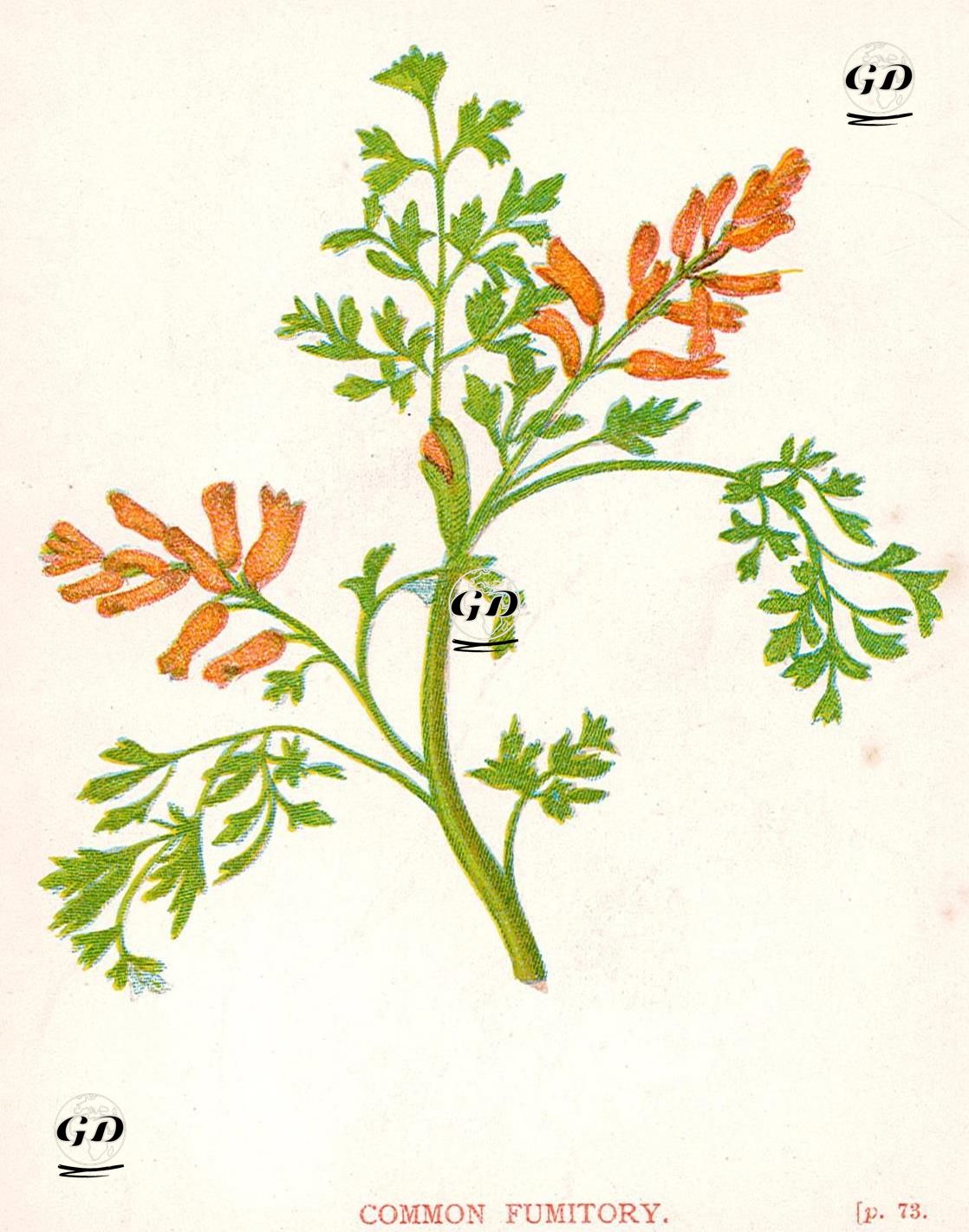 Common Fumitory - Anne Pratt (1806-1893) - 1890's