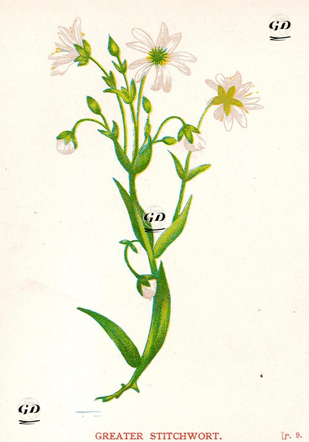 Kuşotu - Anne Pratt (1806-1893) - 1890's