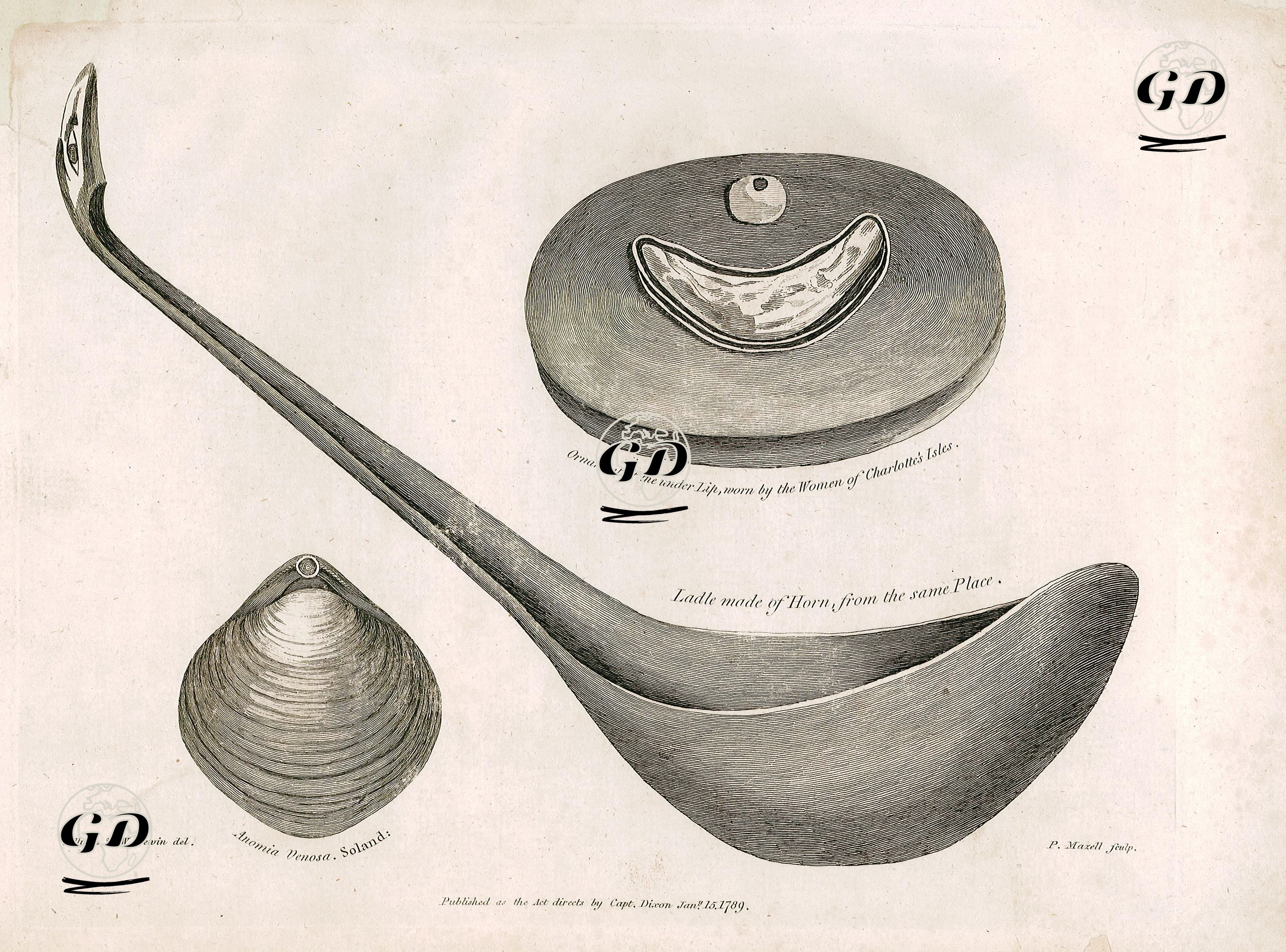 Kraliçe Charlotte Takım Adalarında Yaşayan Kadınların Kullandığı Dudak Altı Süsleme ile Boynuzlu Kepçe Ve Anomia Venosa - Collings-William Lewin (1747–1795) - 1789