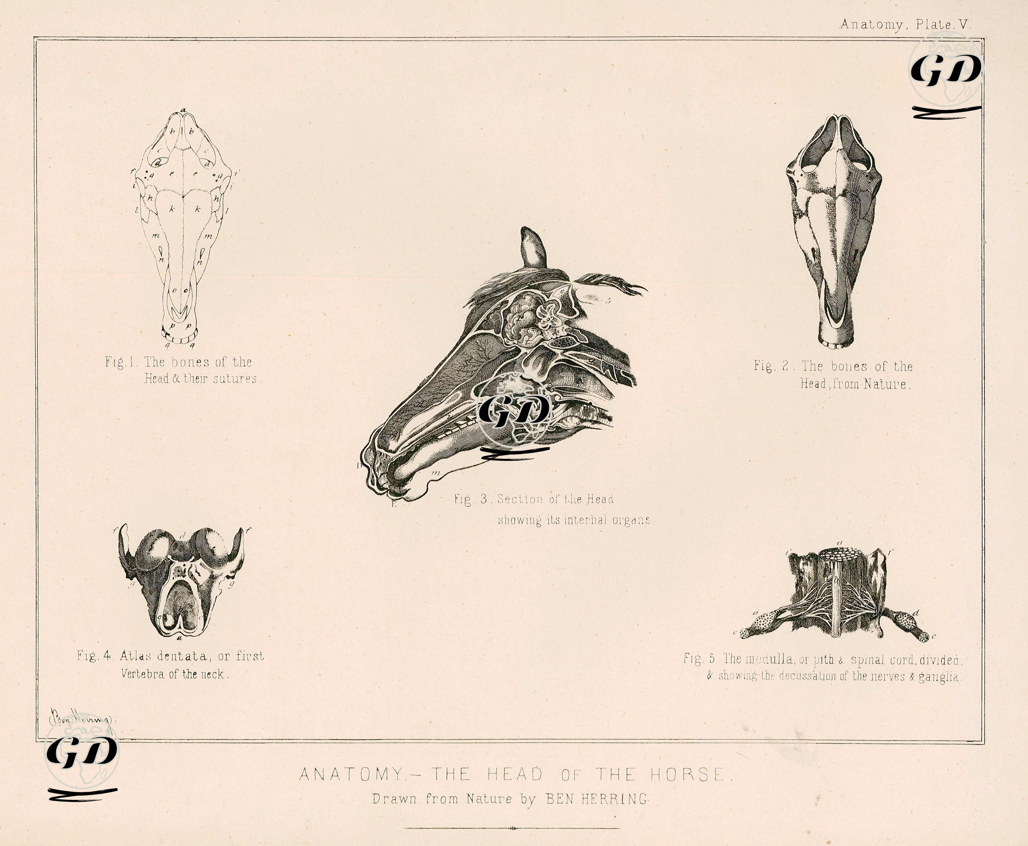 At Kafasının Anatomik Yapısı, Plate V. - Benjamin Herring (1830-1871) - 1890