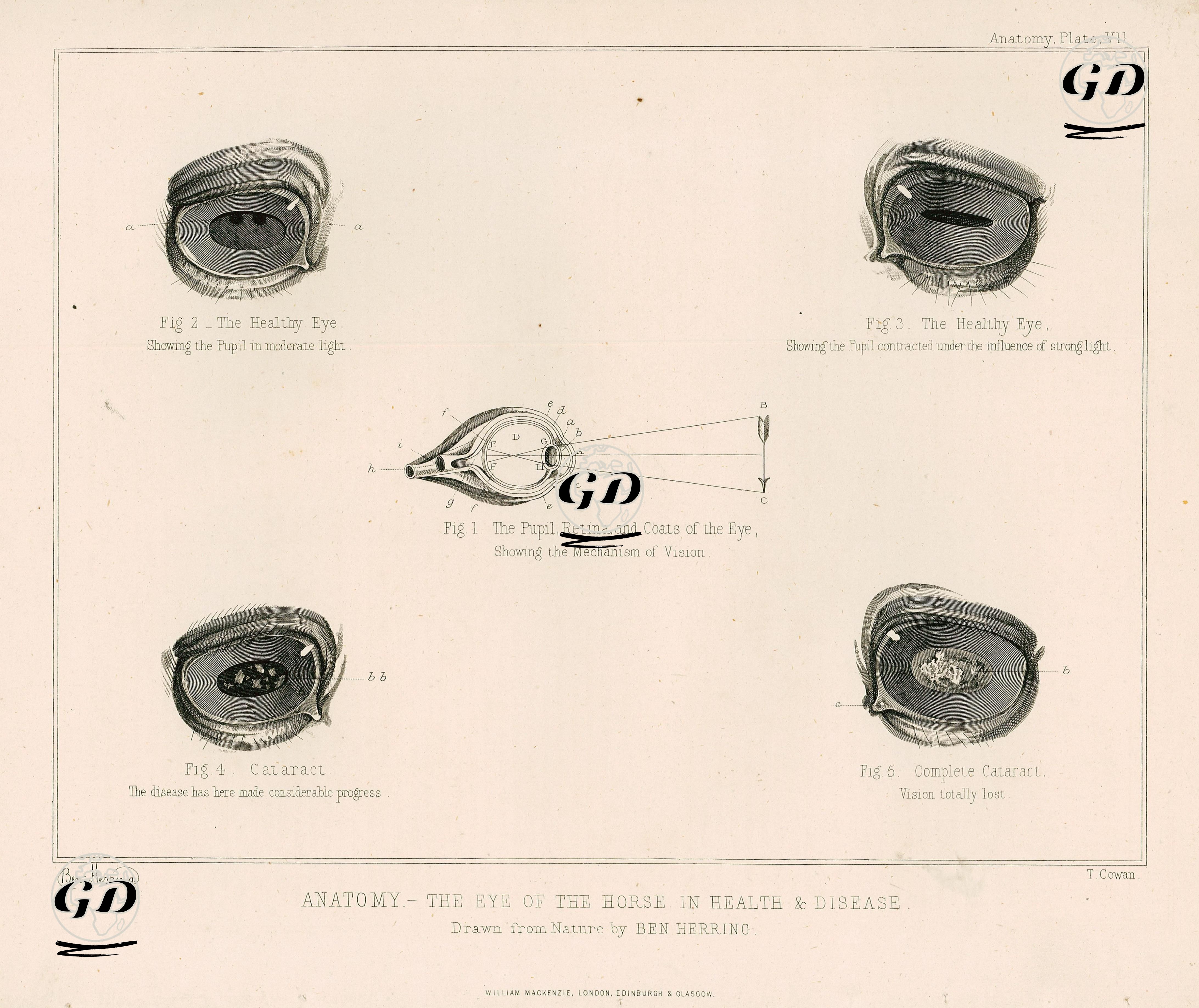 Sağlıklı Ve Hastalıklı At Gözünün Anatomik Yapısı, Plate VII. - Benjamin Herring (1830-1871) - 1890