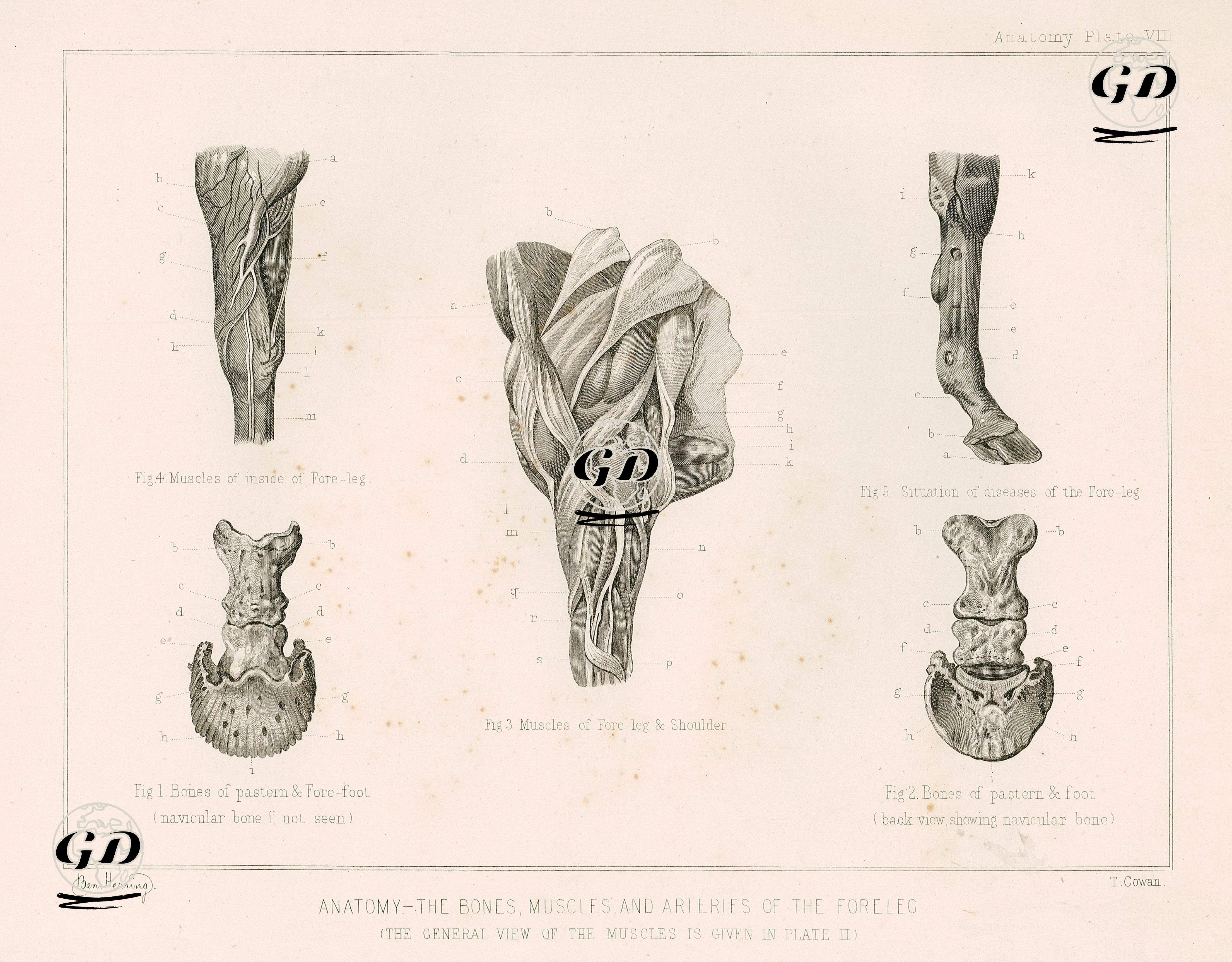 Atın Ön Bacak Kemiklerin, Kaslarının ve Arterlerinin Anatomik Yapısı, Plate VII. - Benjamin Herring (1830-1871) - 1890