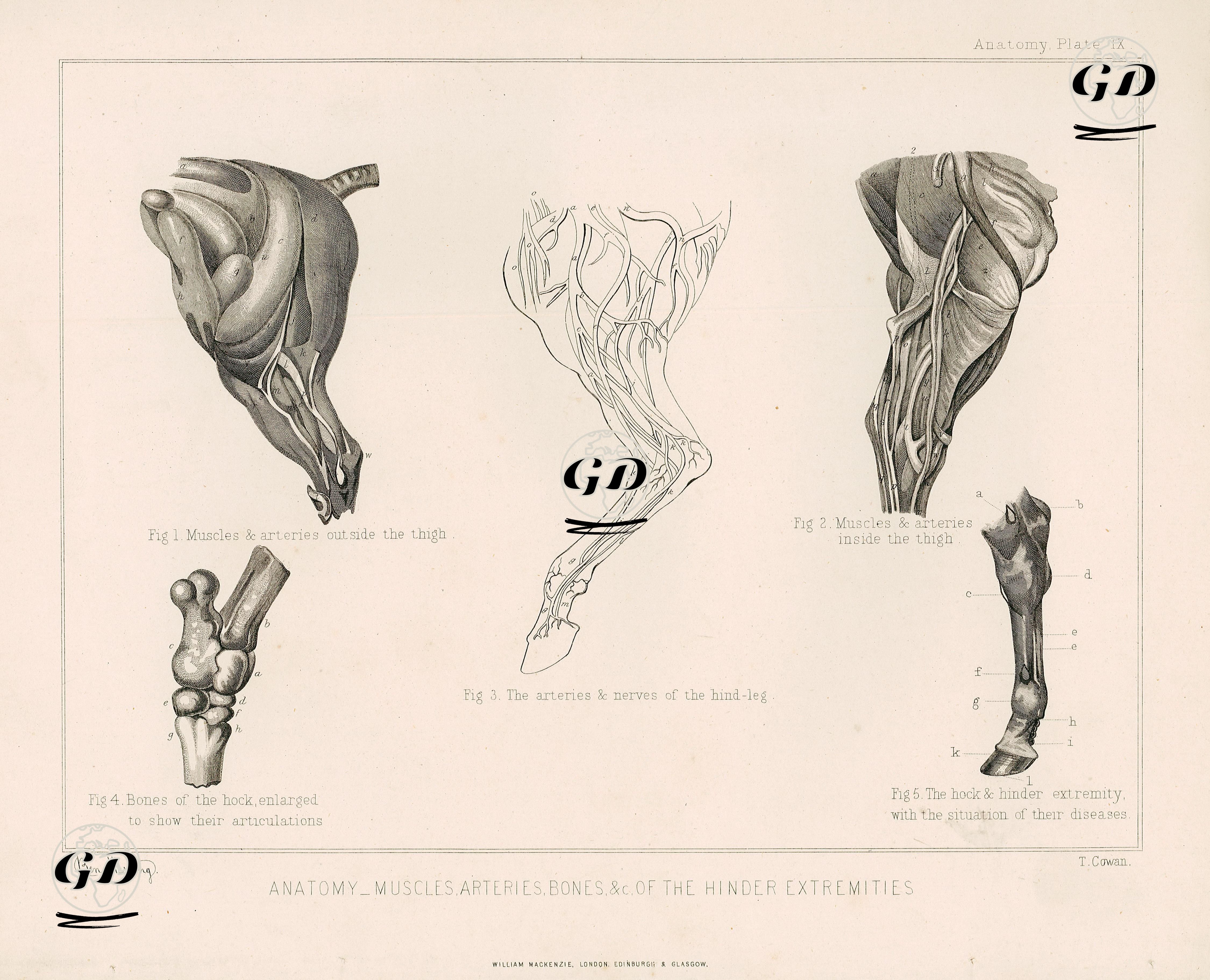 Atın Arka Bacak Kaslarının, Arterlerinin Kemiklerinin Ve Diğer Yapılarının Anatomik Yapısı, Plate VII. - Benjamin Herring (1830-1871) - 1890