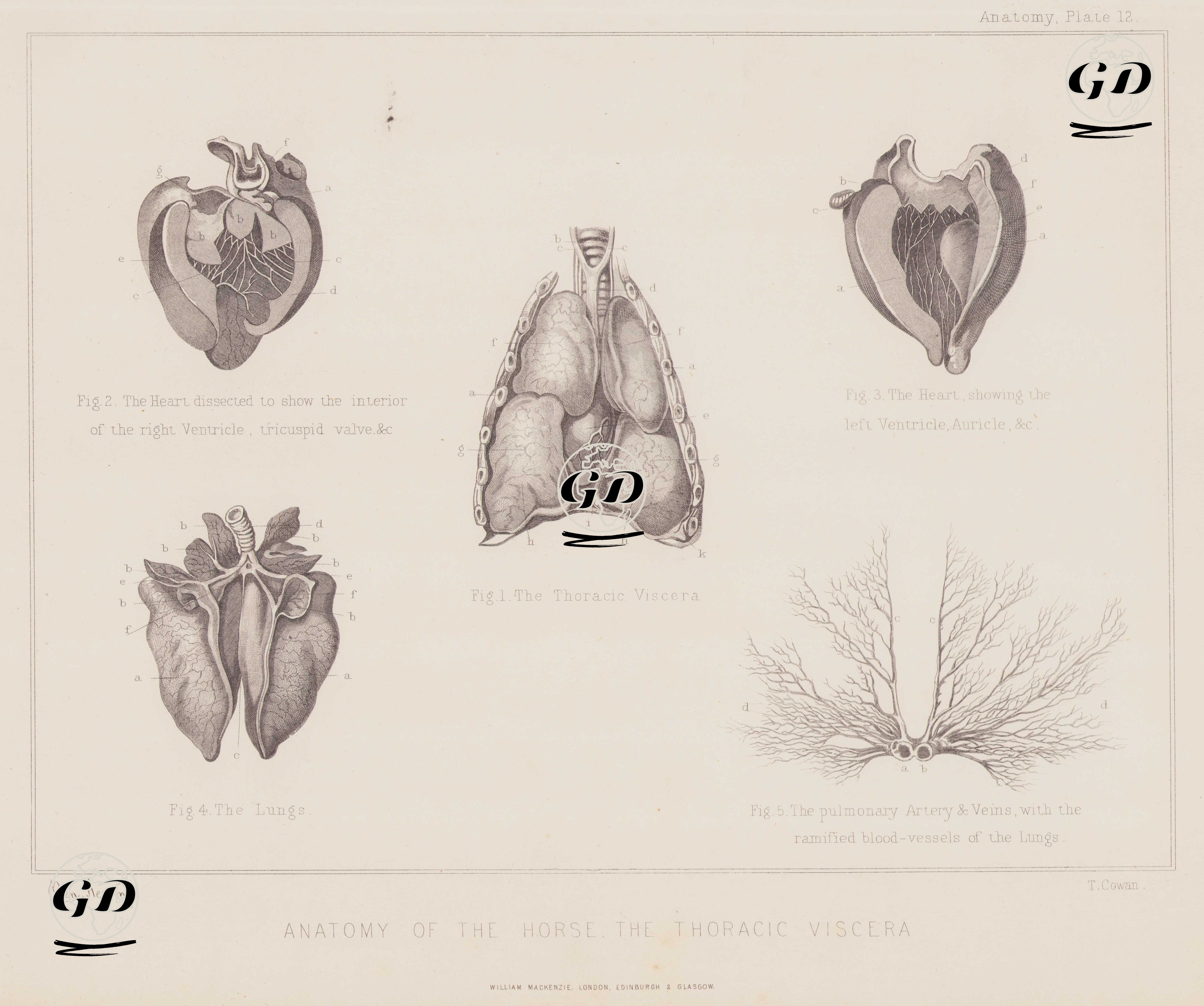 Atın Göğüş Kısmındaki İç Organların (Kalp, Akciğer Ve Damarlar) Anatomik Yapısı, Plate 12 - Benjamin Herring (1830-1871) - 1890