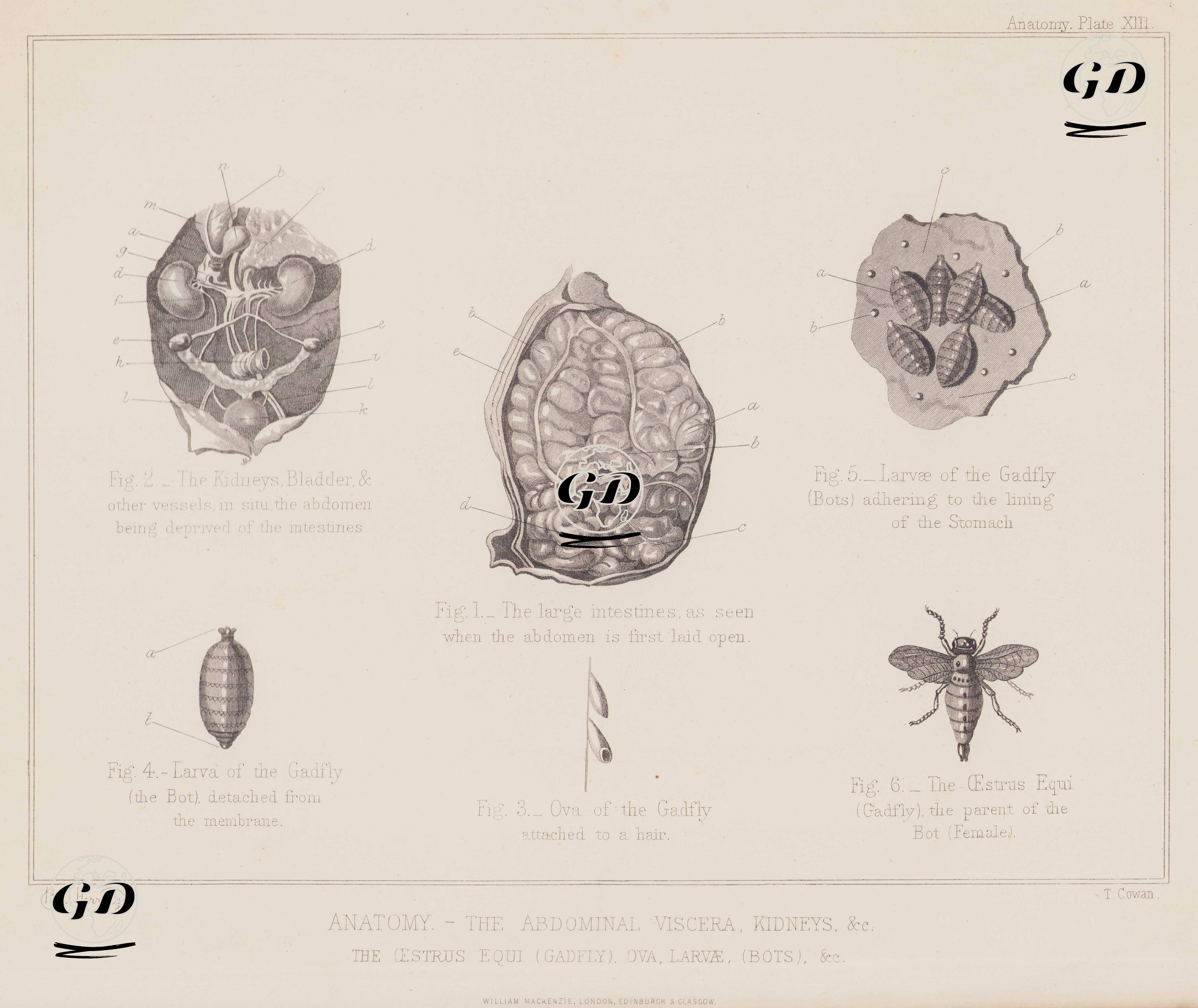 Atın Böbreklerini, Mesanesini Ve Kalın Bağırsaklarını İlişkin Atın Karın Anatomisi İle Larvaları Ve Yumurtalarıyla Birlikte At Sineği, Plate XIII - Benjamin Herring (1830-1871) - 1890