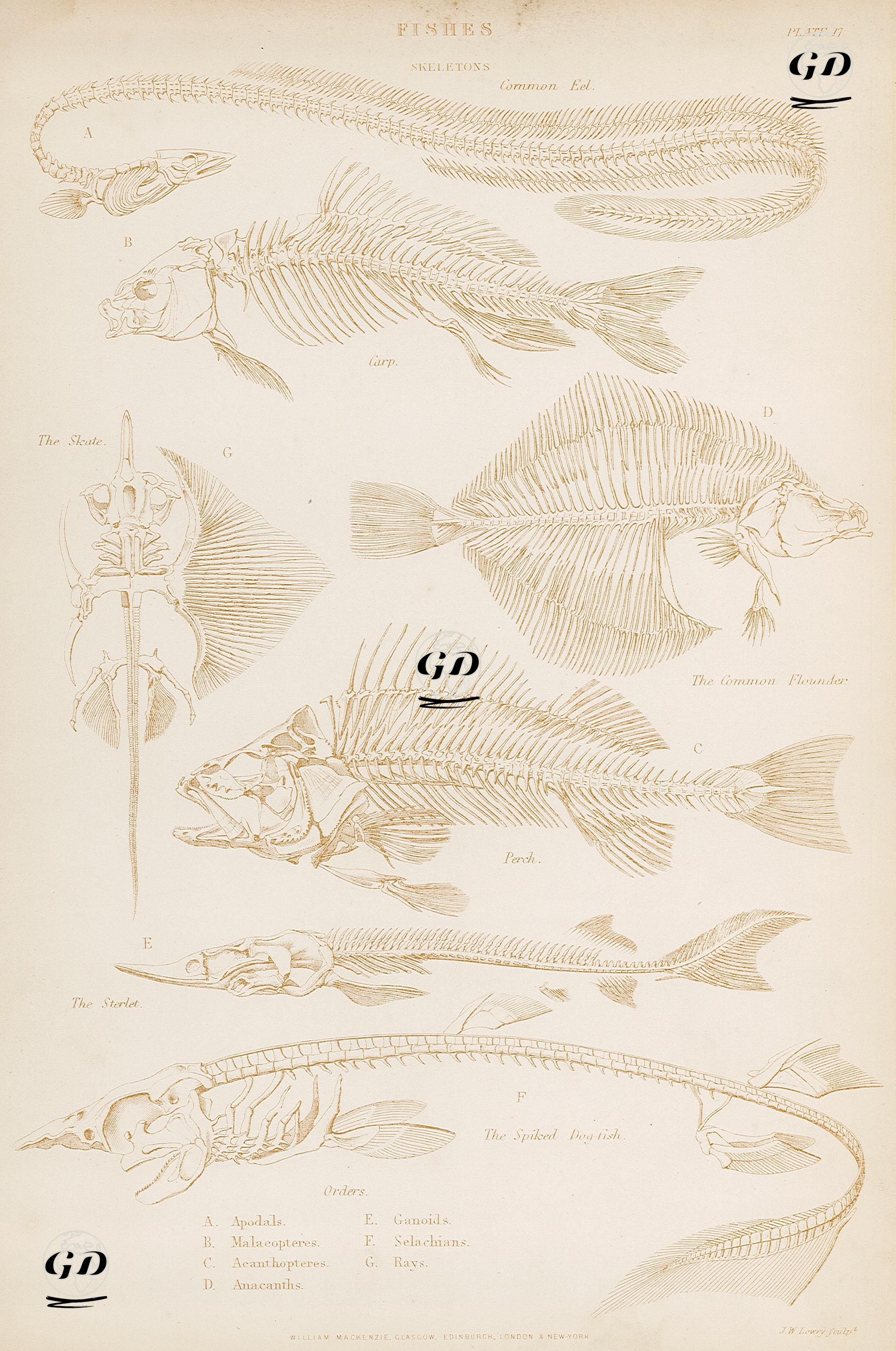 Fishes Skeletons-Common Eel, Carp, The Skate, The Common Flounder, Perch, The Sterlet, The Spiked Dogfish, Plate 17  -  - 1860