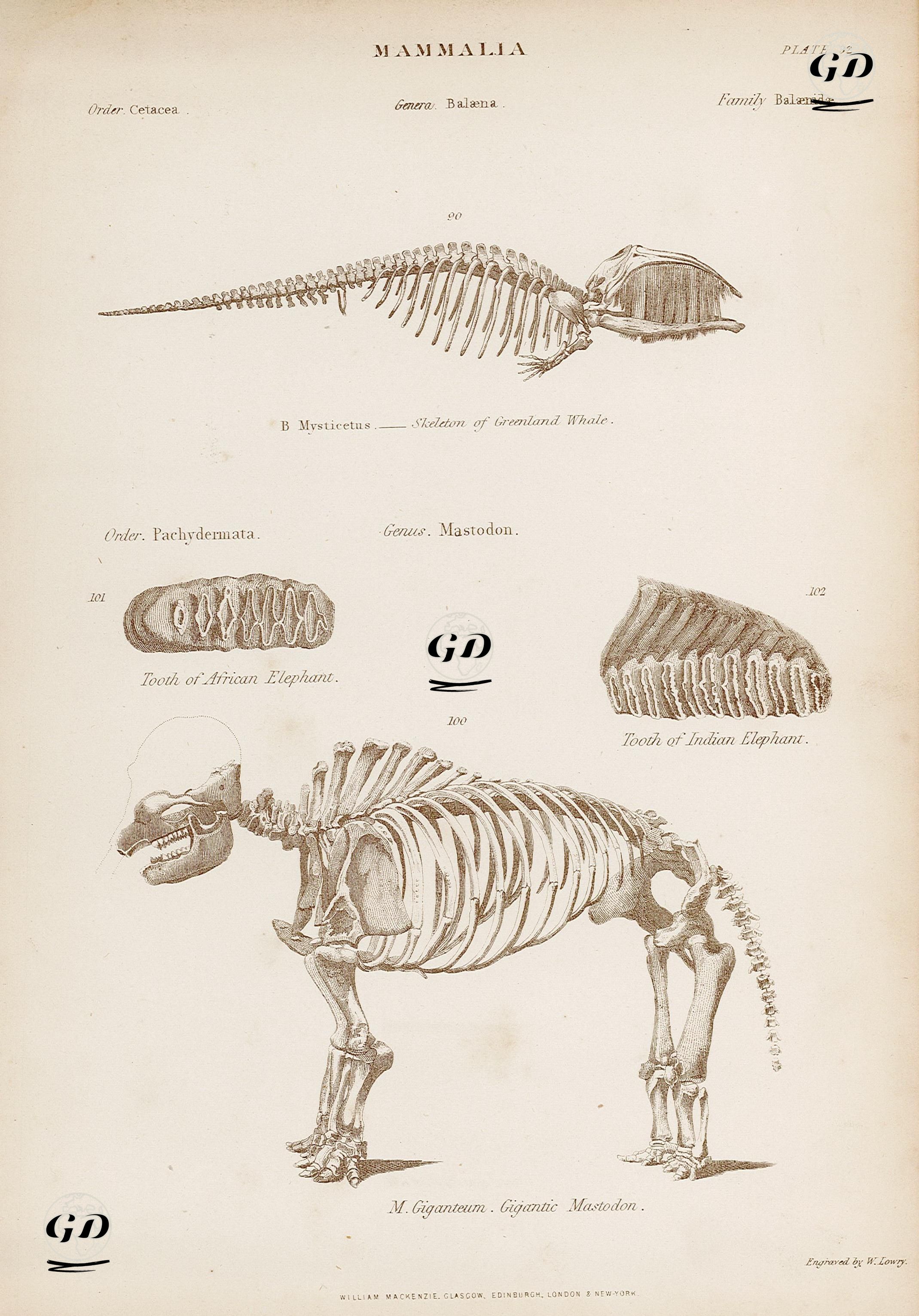 Mammalia-Skeleton Of Greenland Whale, Tooth African And indian Elephant, Skeleton Of Gigantic Mastodon, Plate 32 -  - 1860