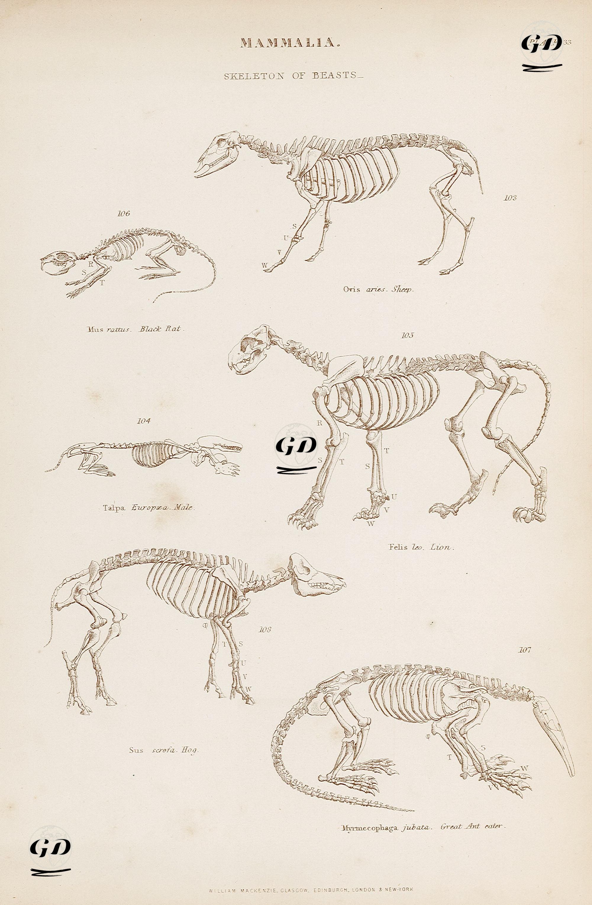 Memeliler-Hayvan İskeletleri-Koyun, Kara Fare, Köstebek, Aslan, Domuz, Büyük Karıncayiyen, Plate 33 -  - 1860