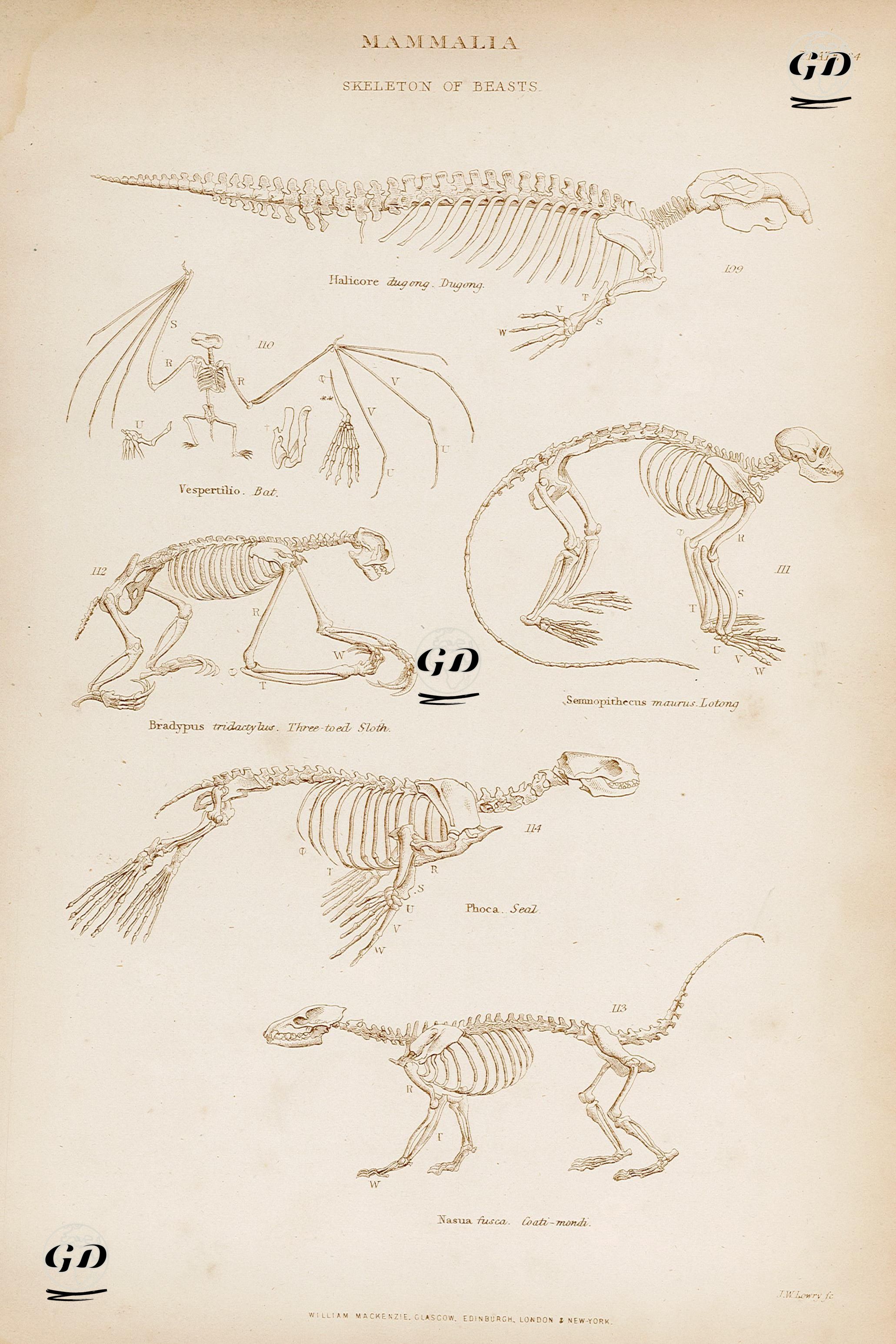 Memeliler-Hayvan İskeletleri-Dugong, Yarasa, Üç Parmaklı Tembel Hayvanlar, Gümüş Yaprak Maymun, Fok Balığı, Koatimunti, Plate 34 -  - 1860