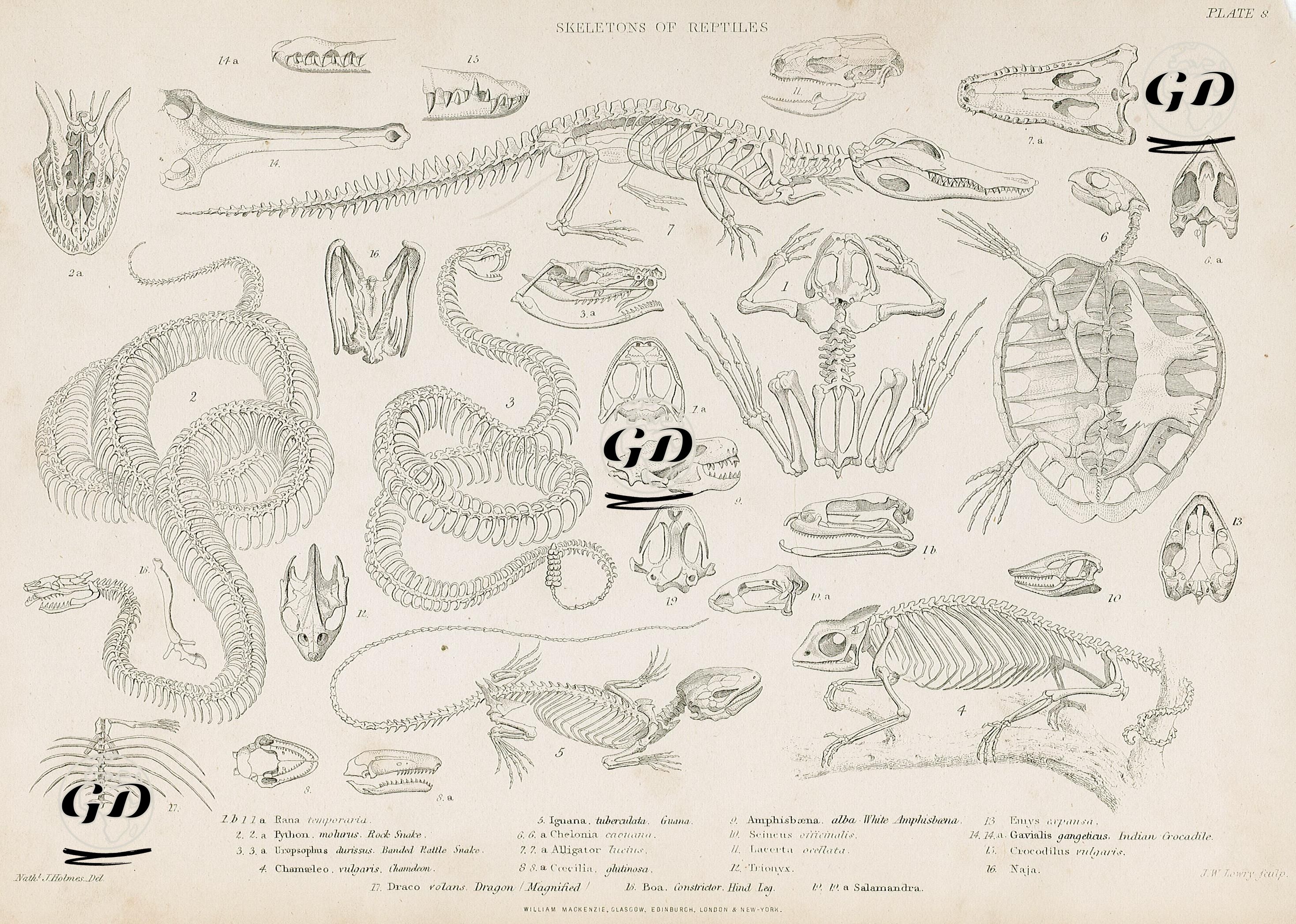 Skeleton of Reptiles-1.1a.1b.Rana Temporaria 2.2a.Python Molurus Rock Snake 3.3a.Uropsophus durissus. Banded Rattle Snake 4.Chamaeleo. Vulgaris Charneleon 5.Iguana. Tuberculata guana 6.6a.Chelonia Caouana 7.7a.Alligator lucius 8 .8a. Coecilia. Glutinosa 9.Amphisbaena Alba White Amphisbaena 10.Scineus Officinalis 11.Lacerta Ocellata 12.Trionyx 13.Emys Arpansa 14.14a.Gavialis Gangeticus indian Crocadile 15.Crocodilus Vulgaris 16.Naja 17.Draco Volans 18.Boa 19.A Salamandra - J.Holmes - 1860