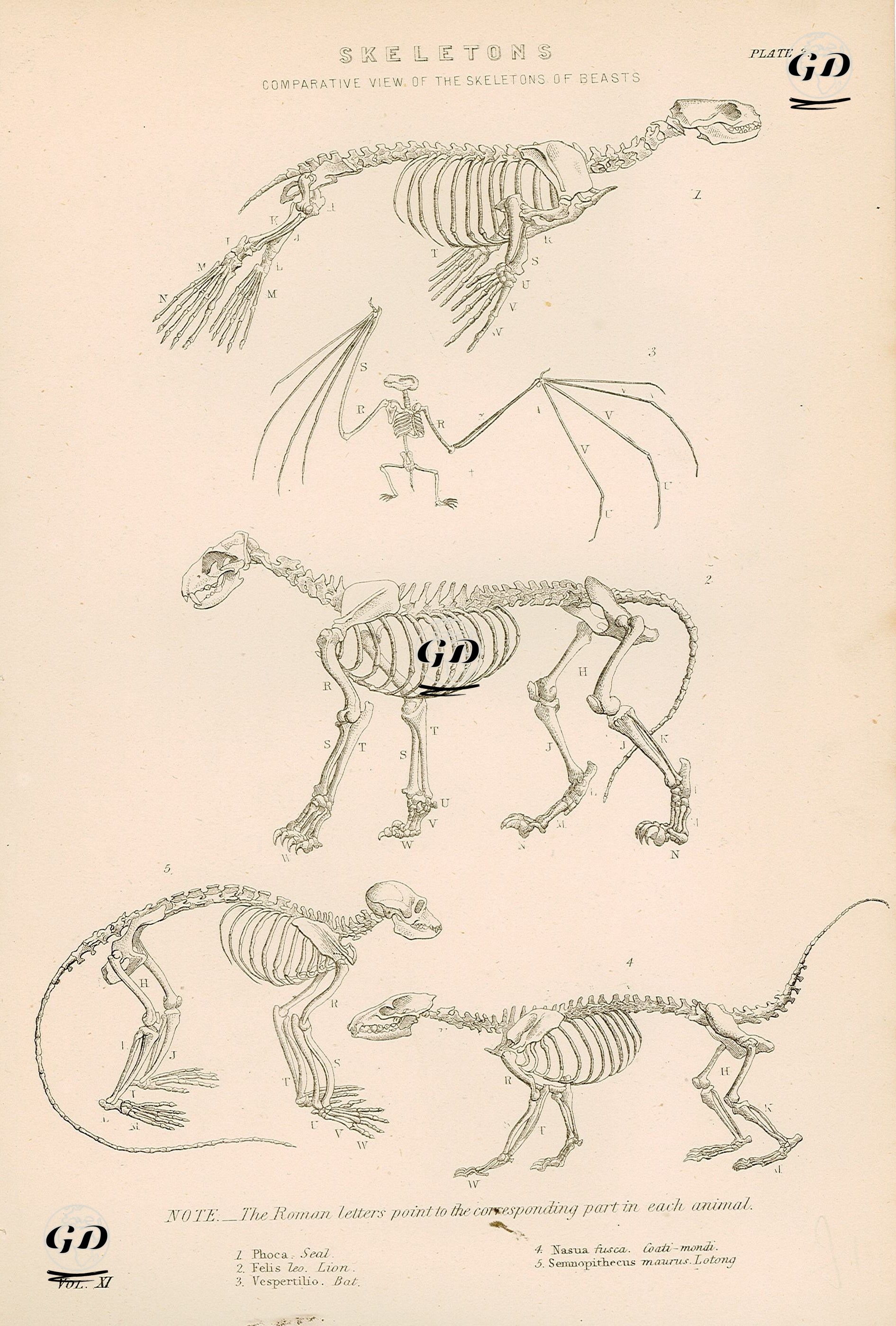 İskeletler, Hayvanların İskeletlerinin Karşılaştırmalı Görünümü-1.Fok Balığı 2.Aslan 3.Yarasa 4.Coatimundi 5.Gümüş Yaprak Maymun, Plate 2 -  - 1830's-1870's