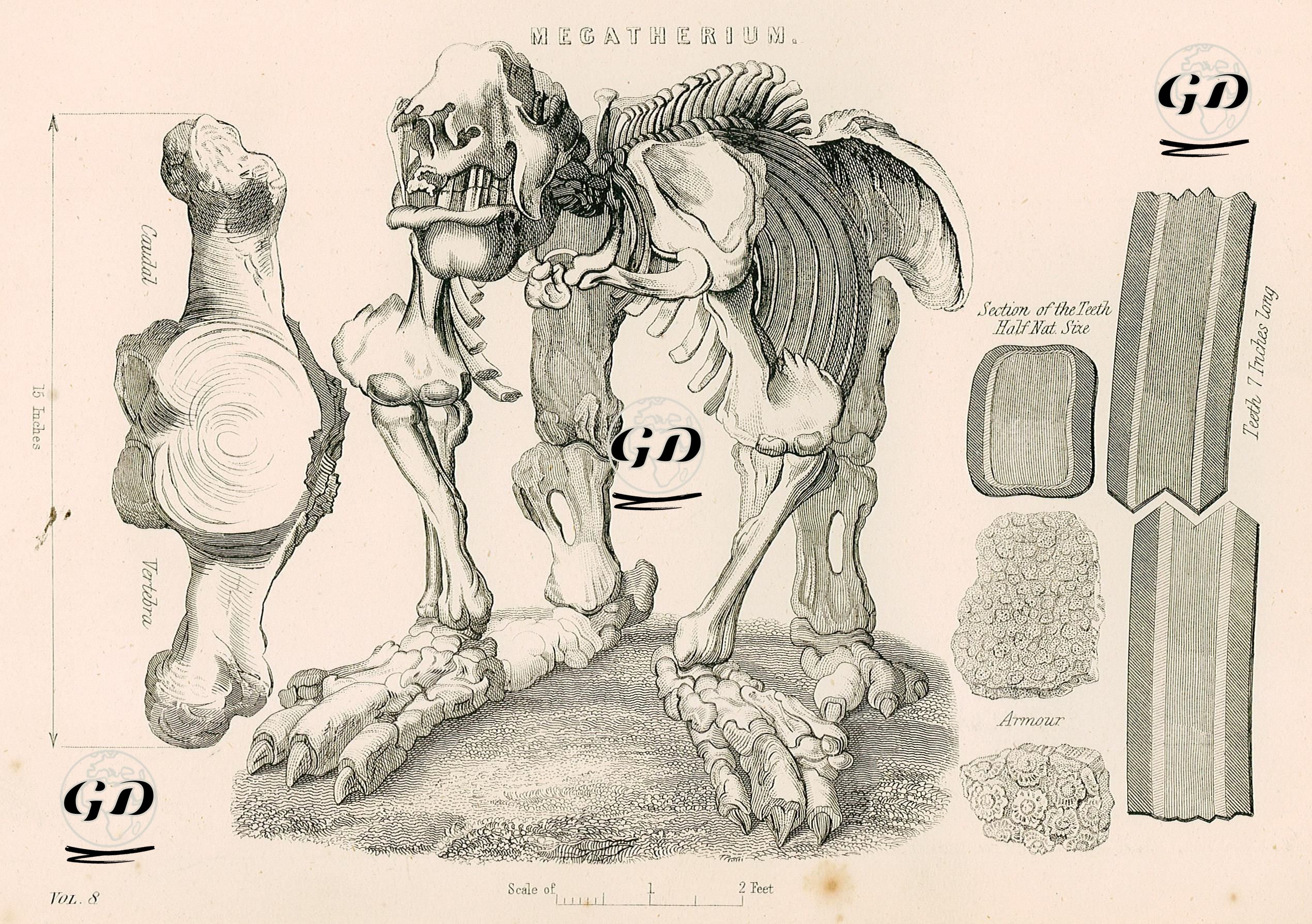 Megatherium -  - 1860's-1890's
