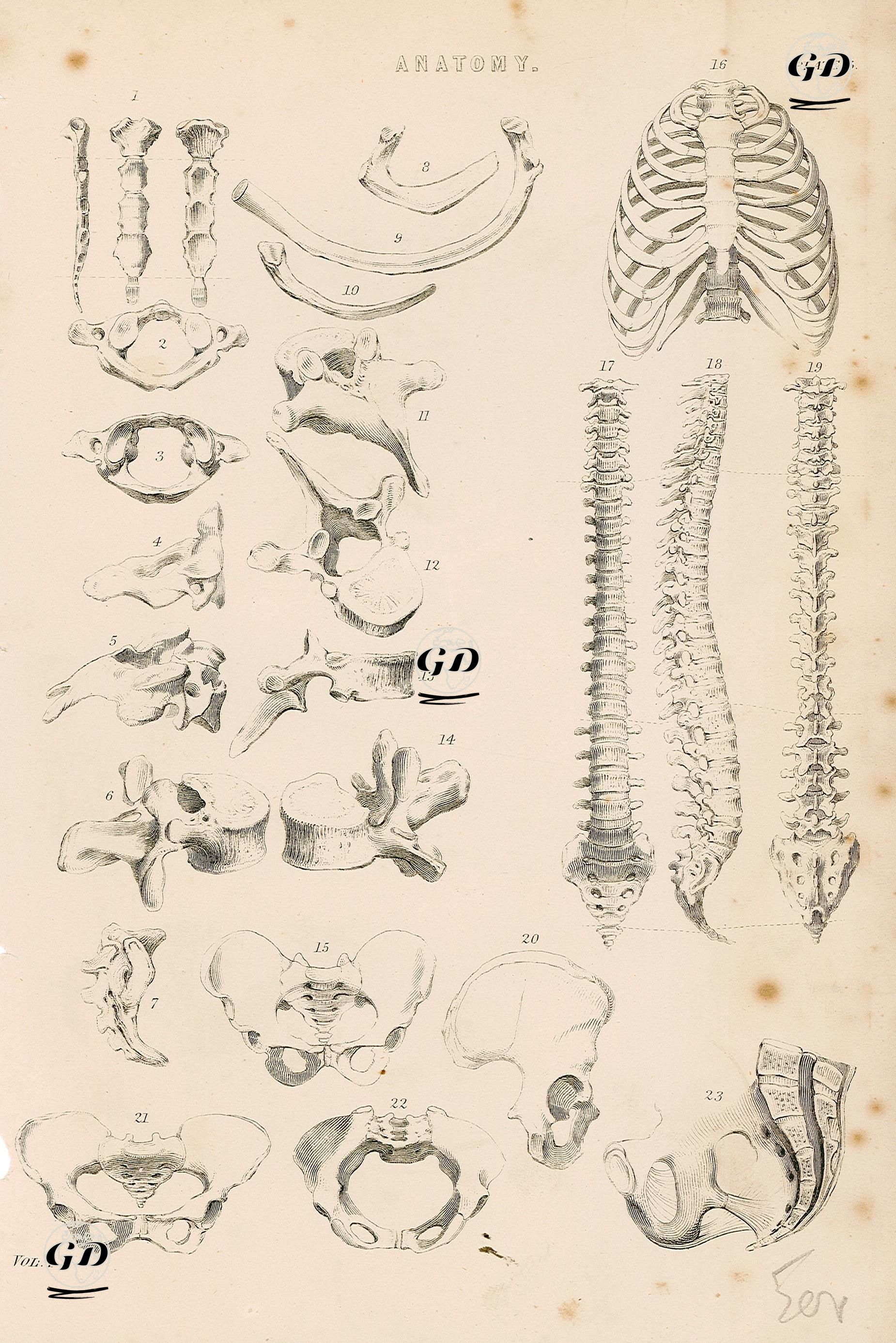 Anatomi, İskeletler Plate 5 -  - 1860's-1890's